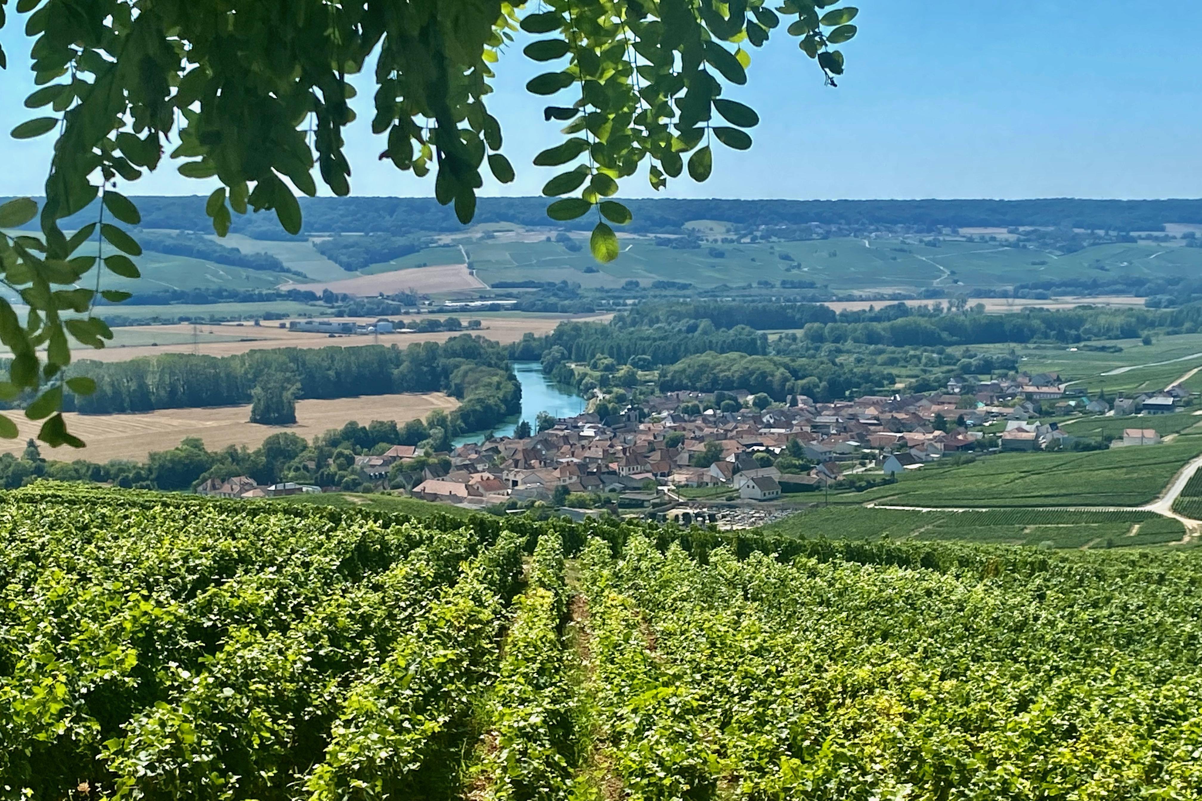 Private Champagne tour — Mercedes V-Class, riddling racks, grower vigneron lunch, 9-glass tasting — image 6