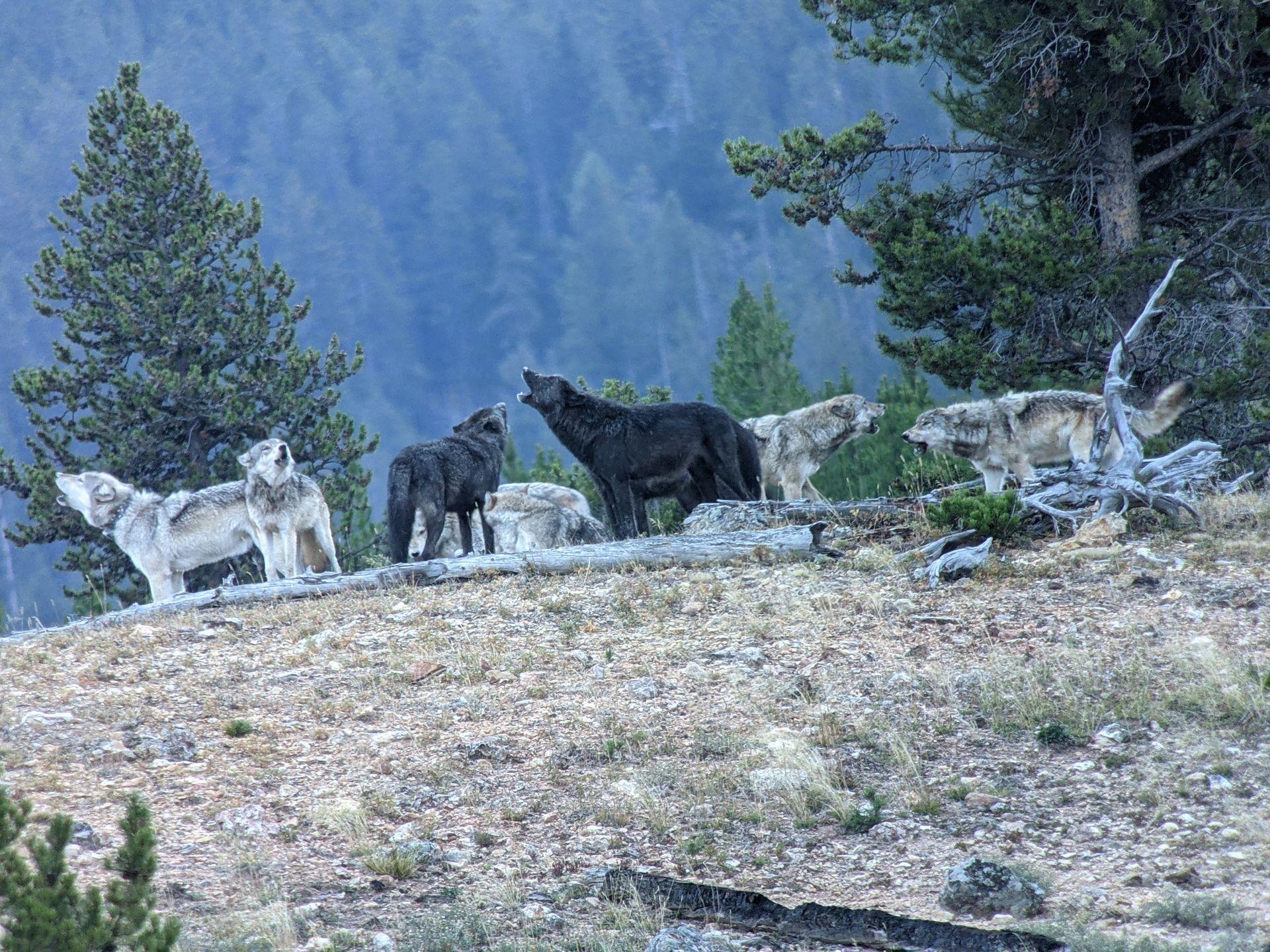 Yellowstone Private Wildlife Safari with Lunch
