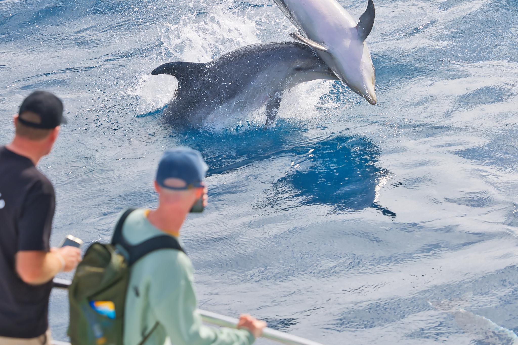 Bay of Islands Discovery Cruise with Island Lunch