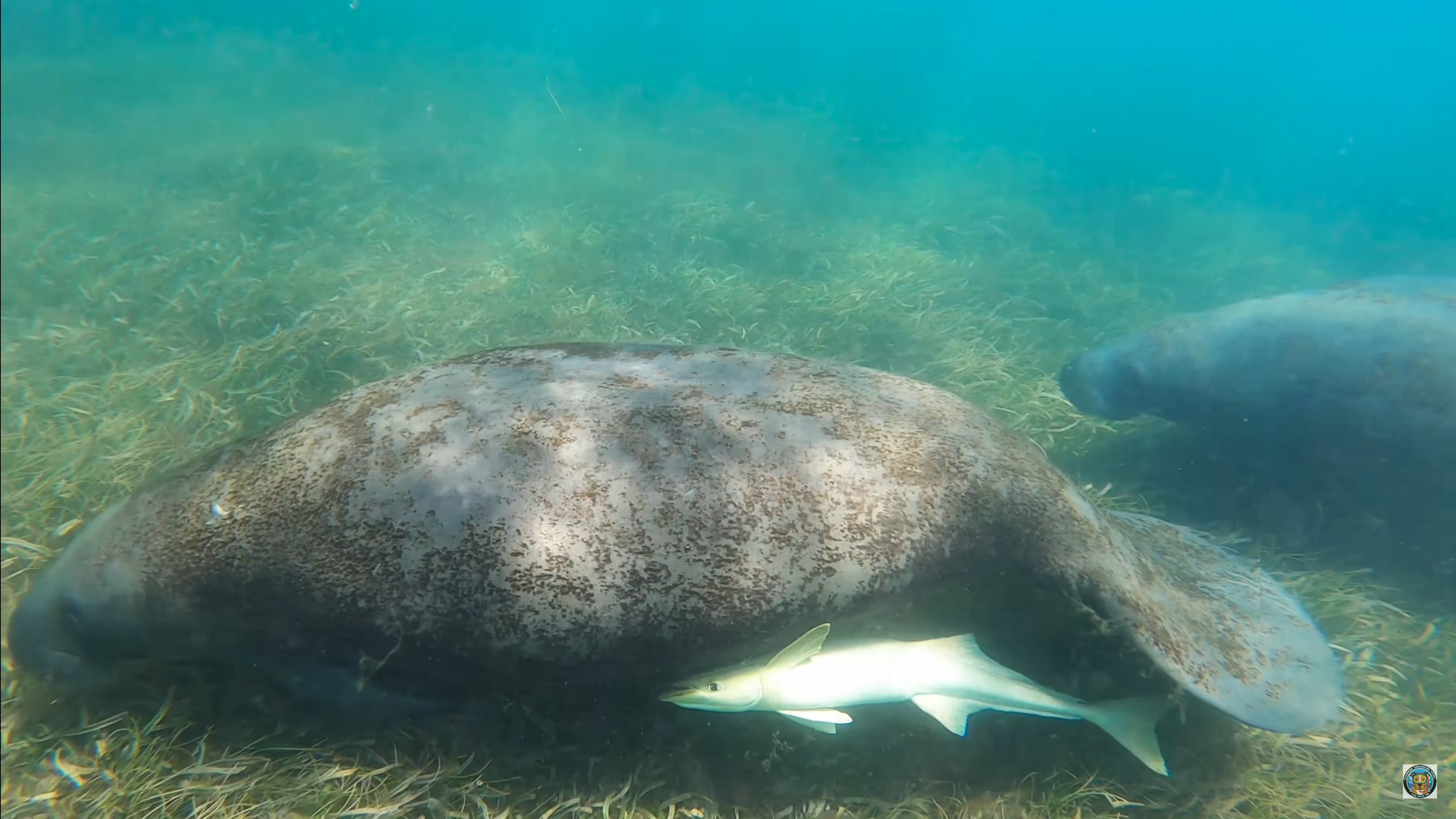 San Juan Snorkel: Sea Turtles, Manatees & Rum