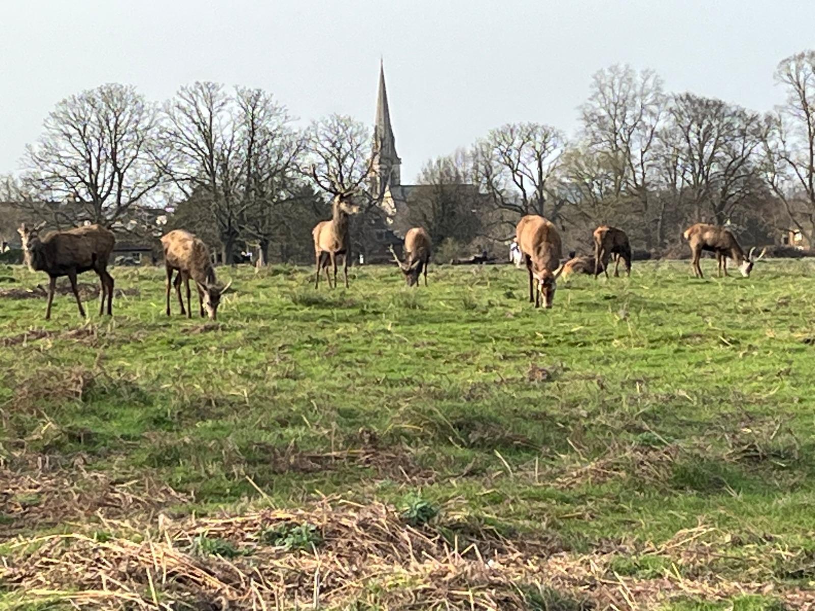 Historic Richmond & Nature Walking Expedition