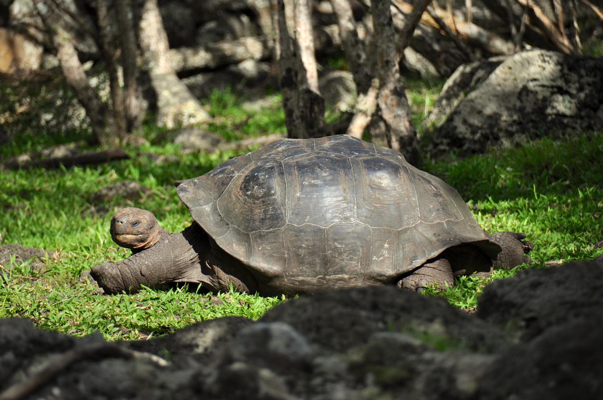 Zanzibar Full-Day Tour: Prison Island, Nakupenda Sandbank & Stone Town BBQ