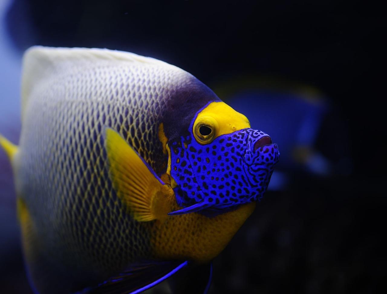 Sharm el-Sheikh: White Island & Ras Mohamed National Park Snorkeling Day Trip