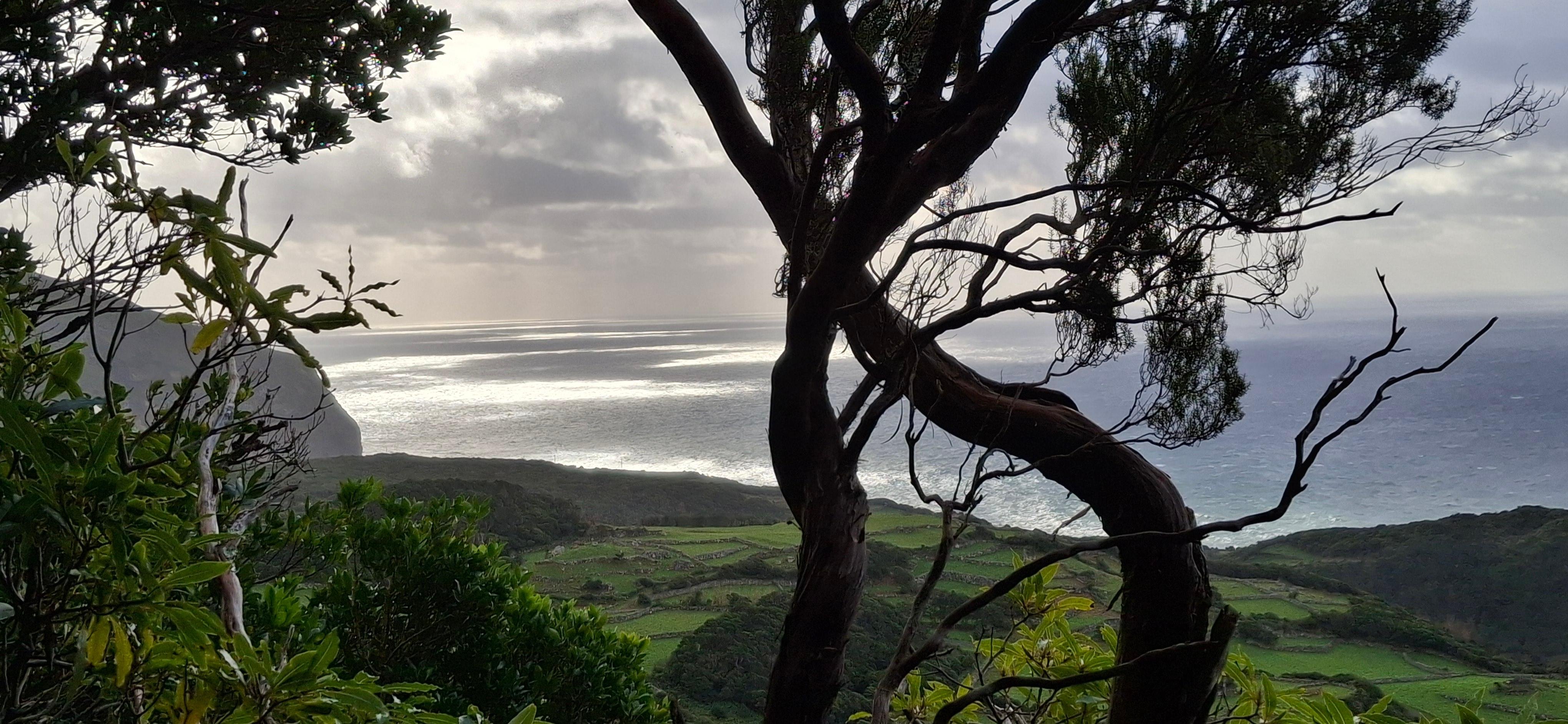 Coast and ocean framed by a wind-bent tree on Flores