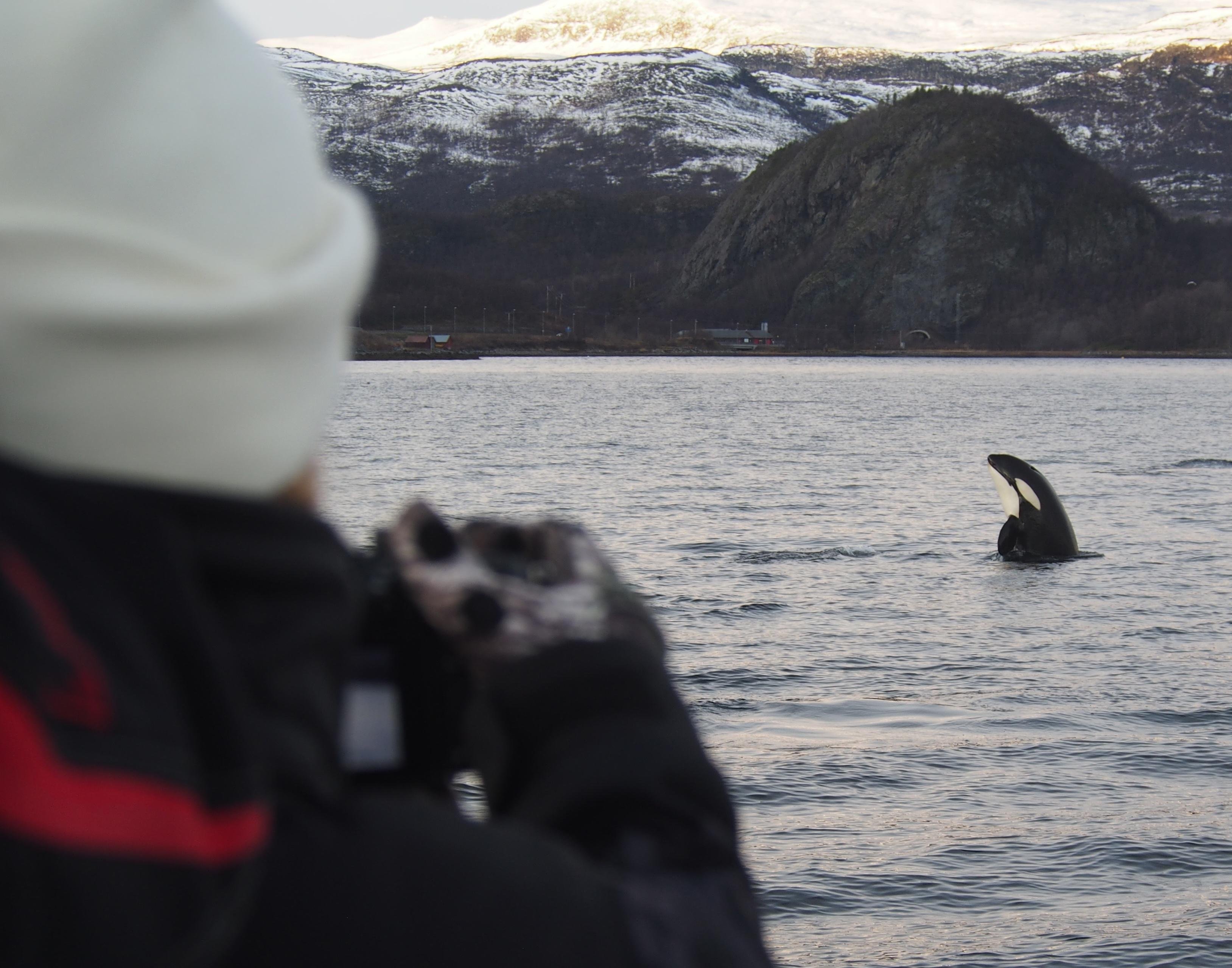 Alta Whale Watching Adventure