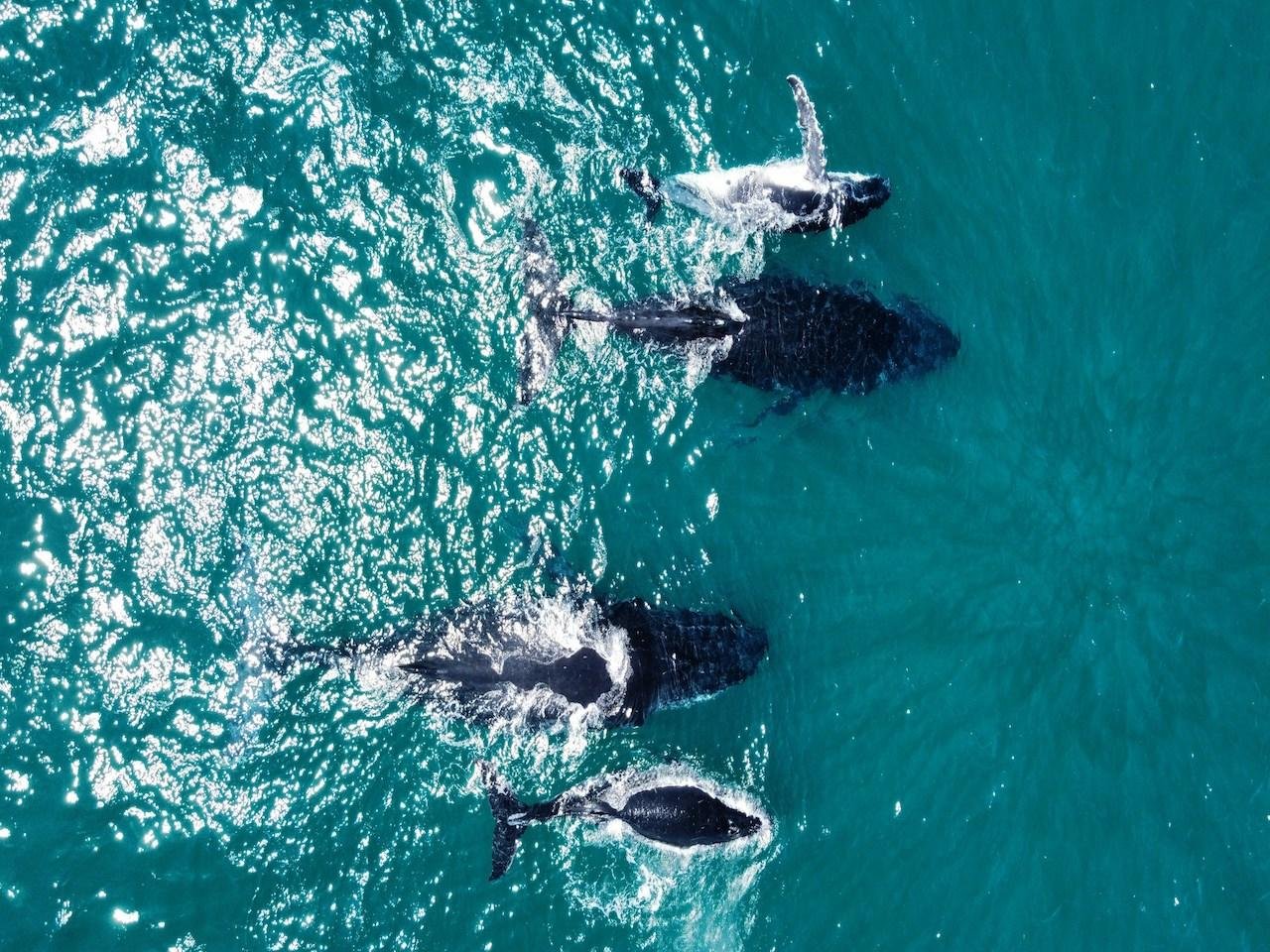 Aerial Whale Watching Flight over Cape Byron Marine Park