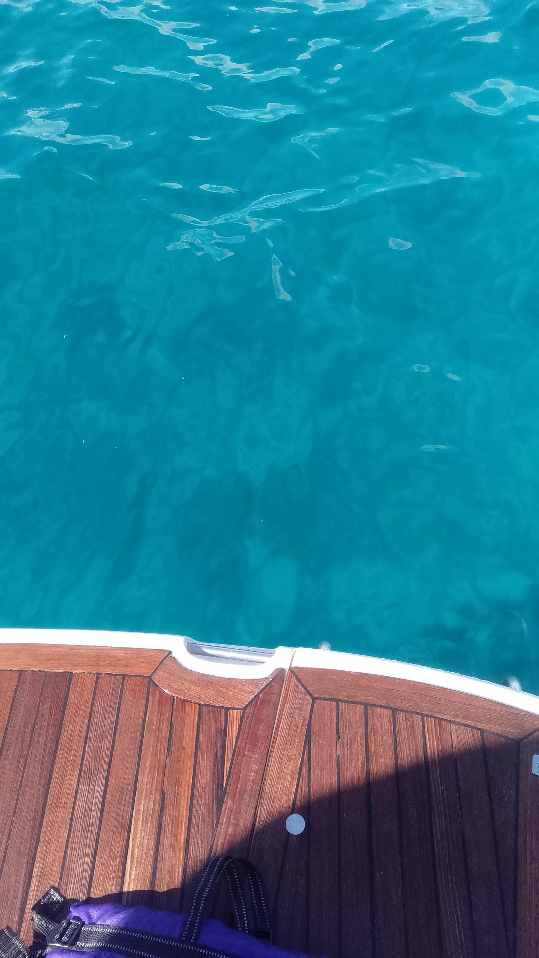 Luxury Whale Watching Safari in South Tenerife