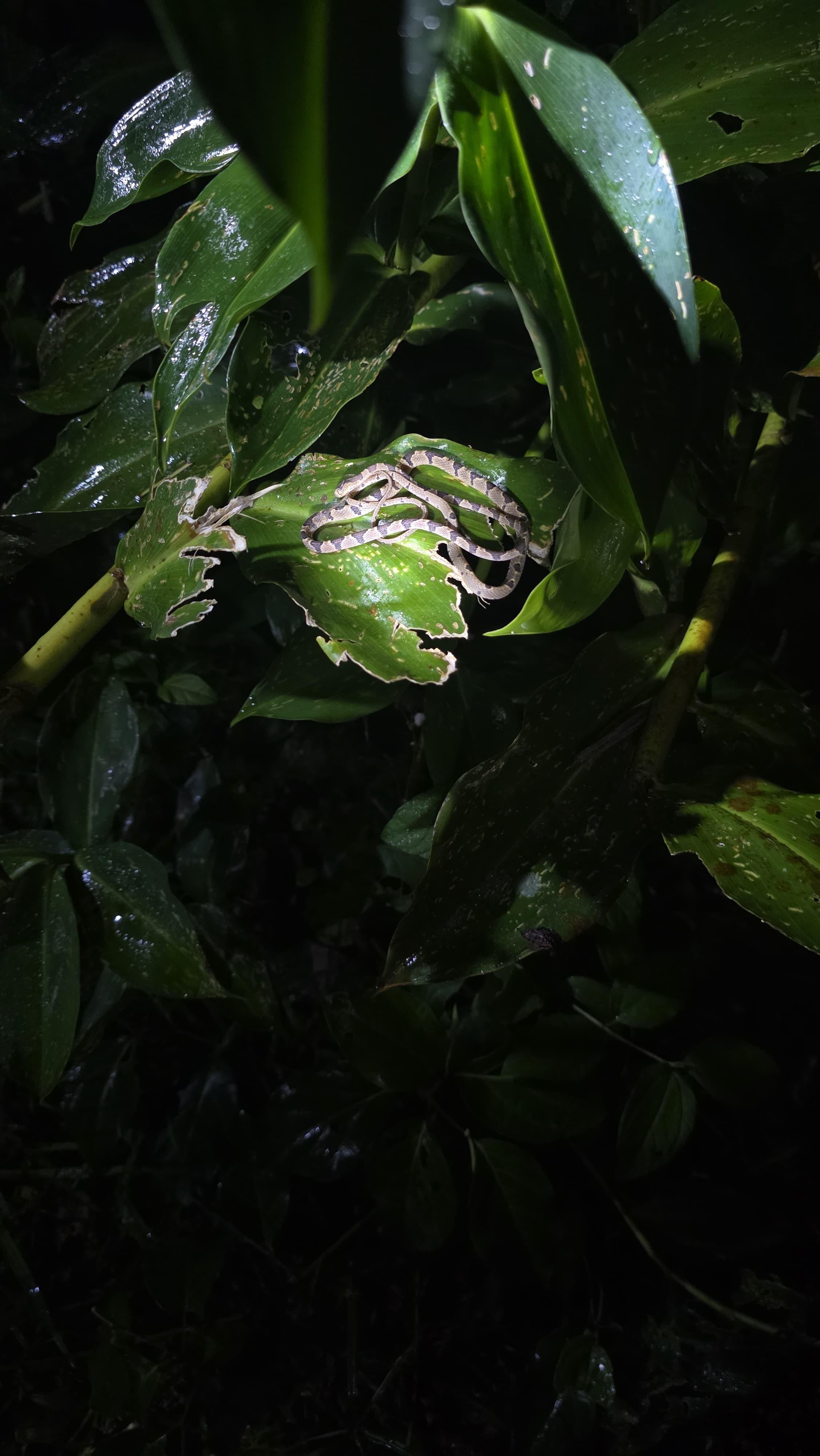 Tortuguero 2-Day Eco Adventure: Canoe, Jaguar Trail, Night Walk & Turtle Nesting