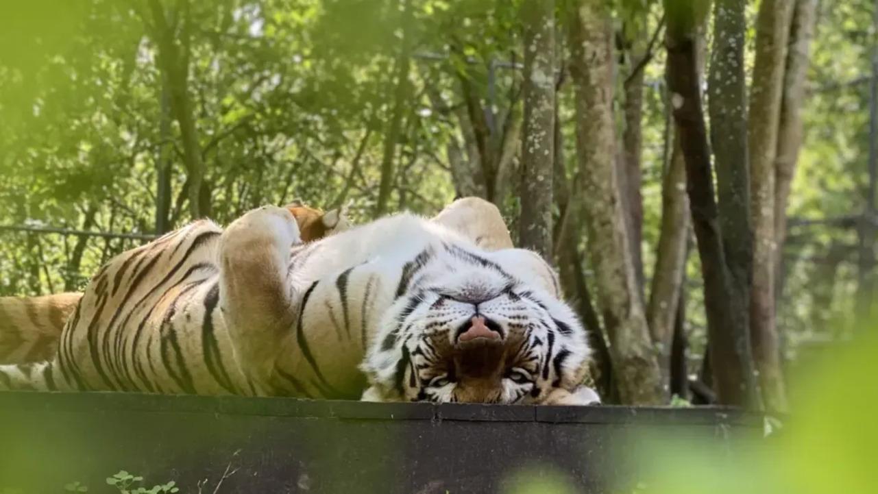 Wildlife Sanctuary Animal Encounter Tour in Orlando