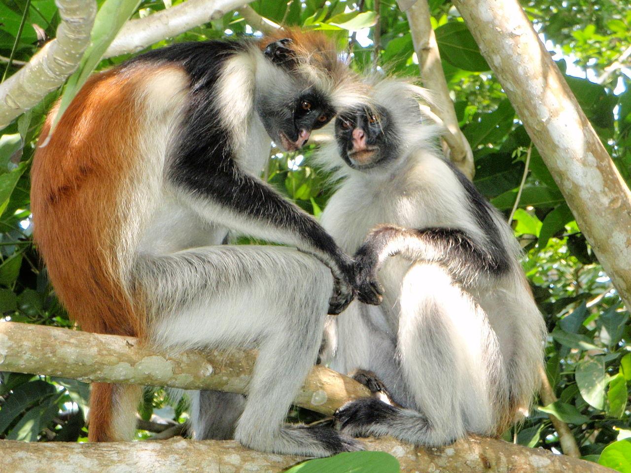 Jozani Forest & Salam Cave Wildlife Experience