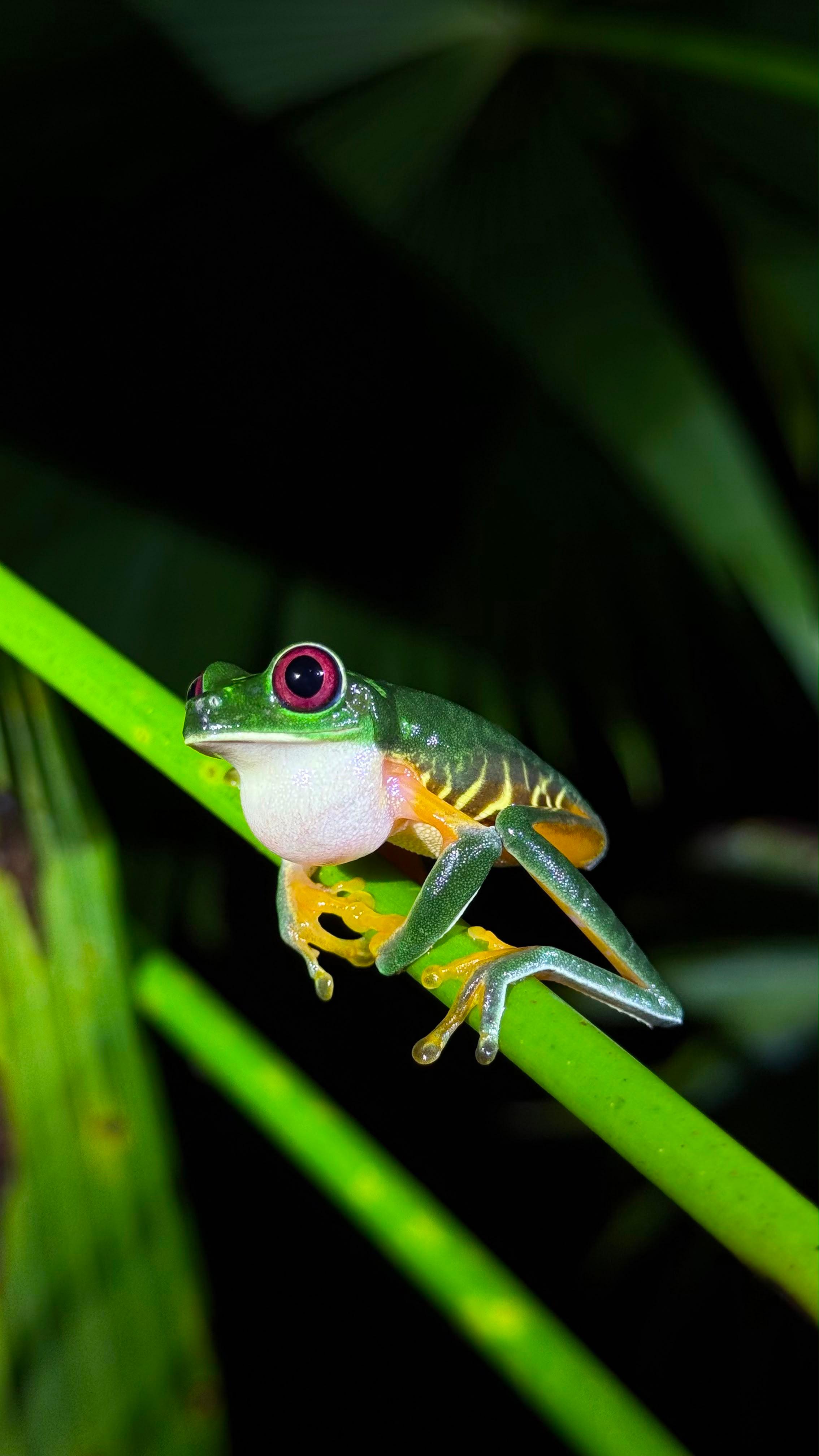 Manuel Antonio Night Walk: Frogs, Snakes & Wildlife