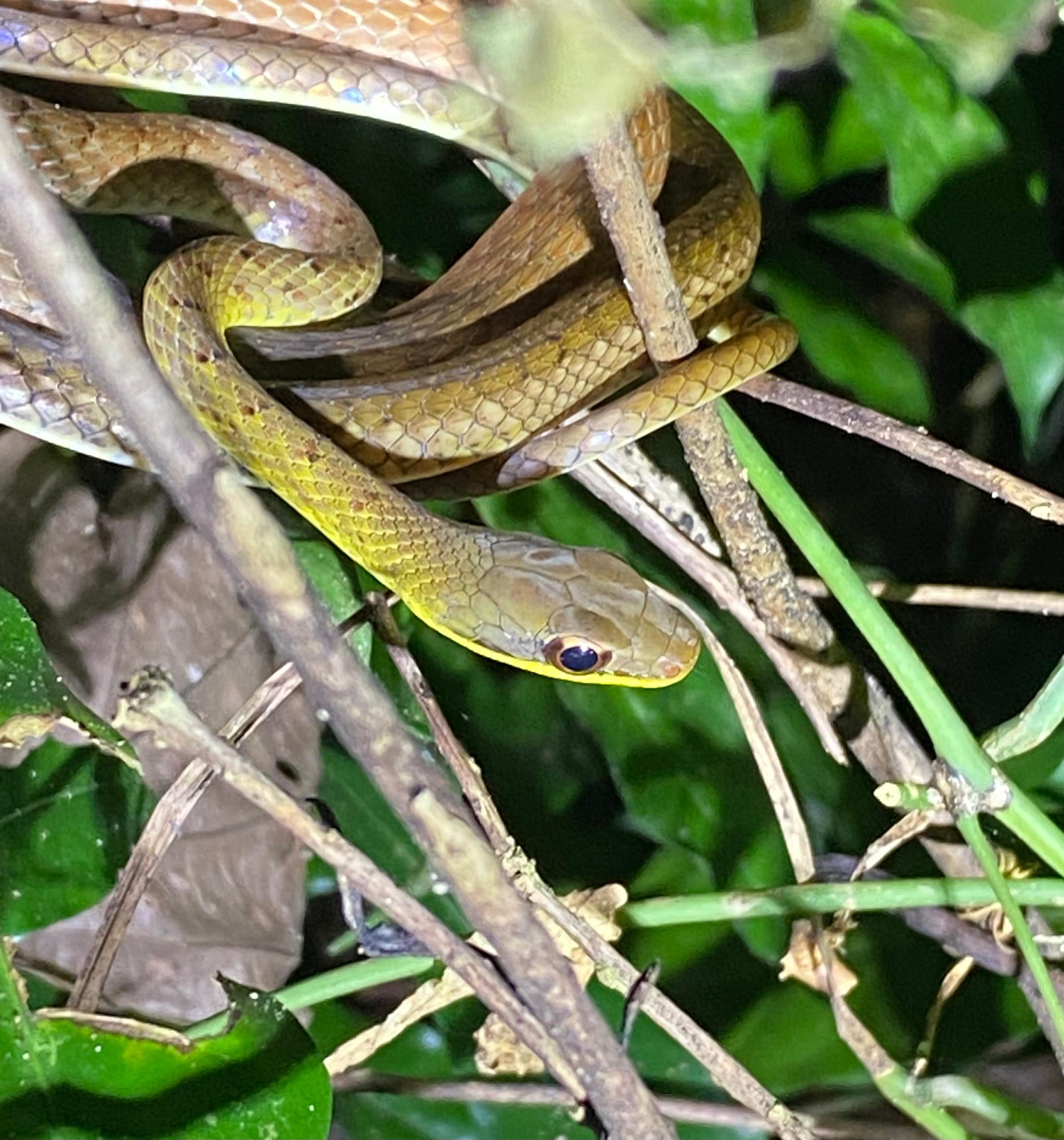 Manuel Antonio Night Wildlife Walk with Expert Naturalist