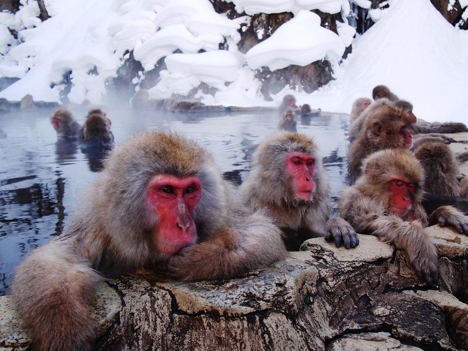 Nagano Snow Monkeys, Soba & Shibu Onsen Half-Day Tour