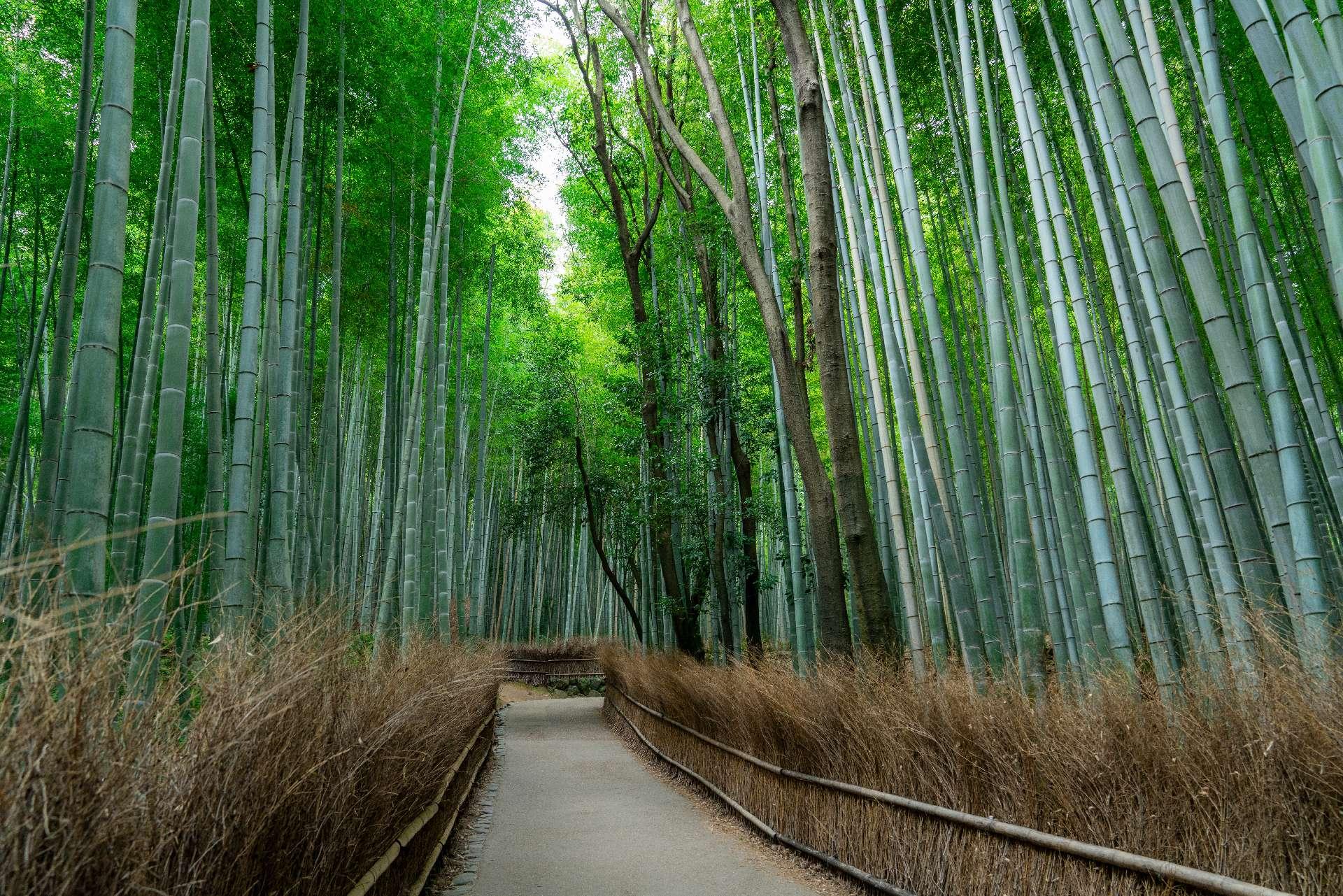 Kyoto & Arashiyama Cultural Explorer Day Trip
