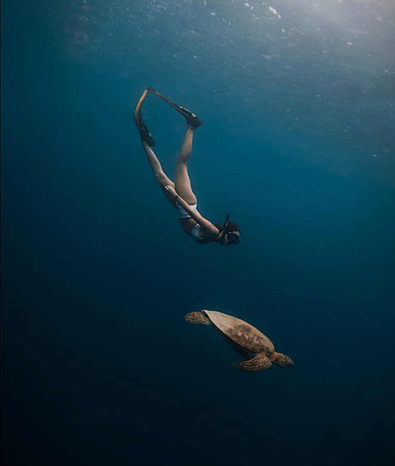 Cebu Triple Adventure: Whale Sharks, Sardine Run & Inambakan Falls