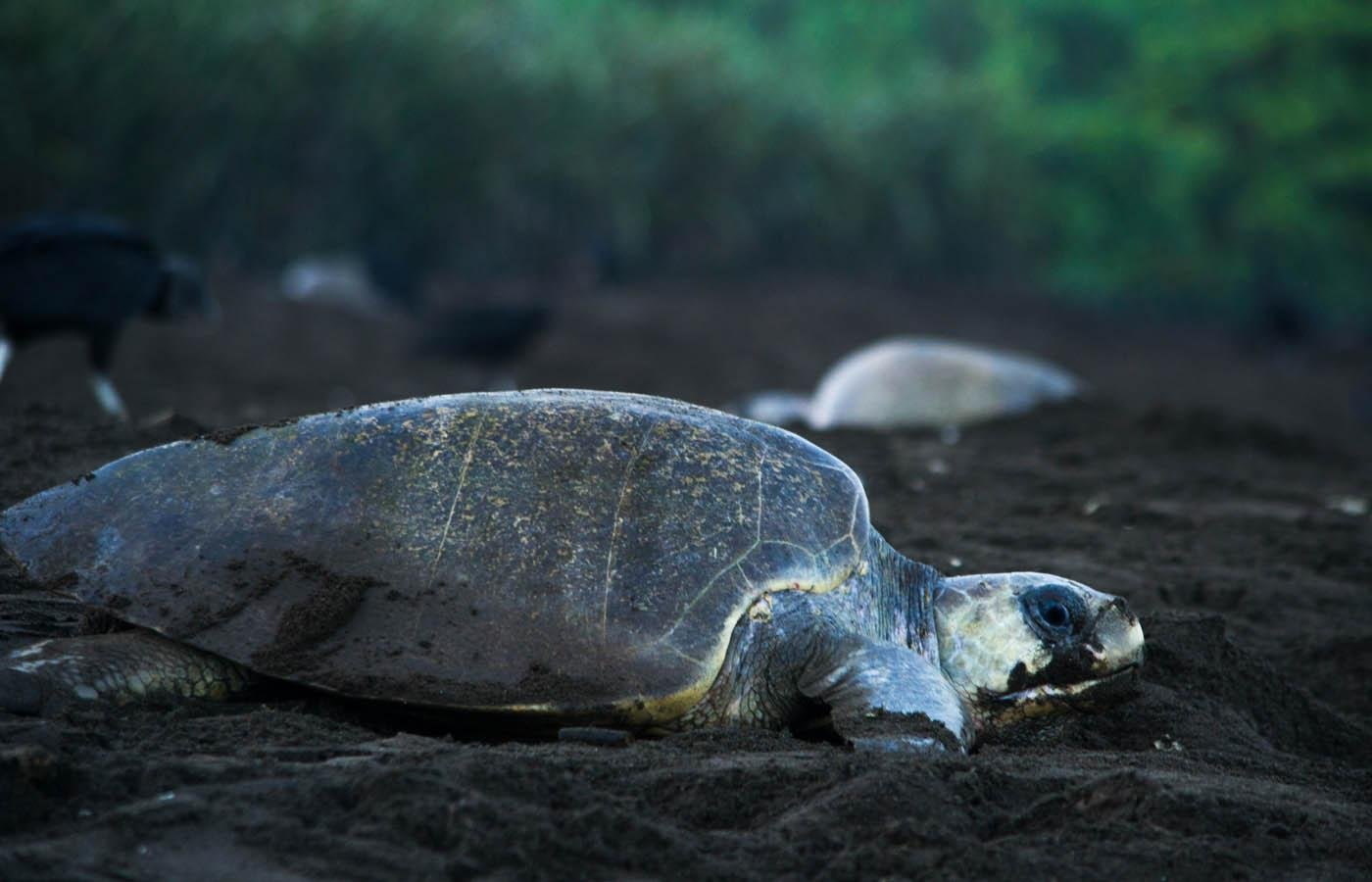 Tortuguero Turtle Nesting Night Experience