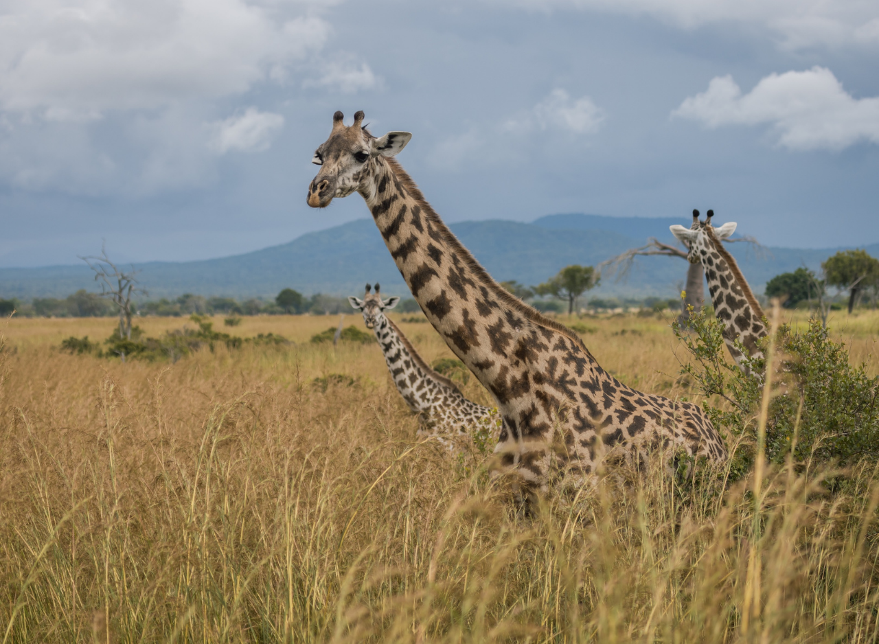 Zanzibar to Mikumi: Fly-In Safari Day Trip by Twin-Engine Plane
