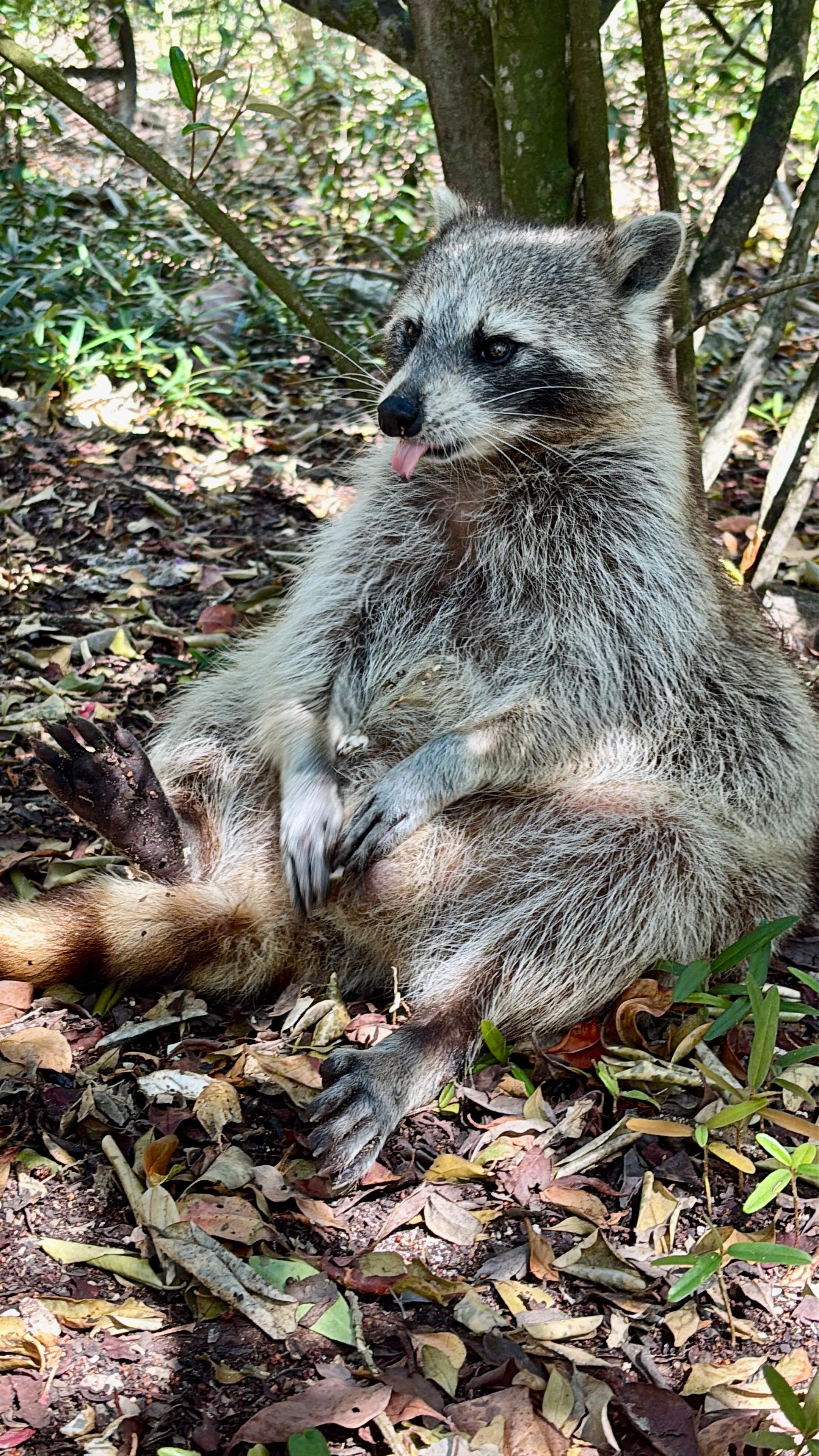 Raccoon Island Miami tour — Biscayne Bay wildlife boat cruise — image 17