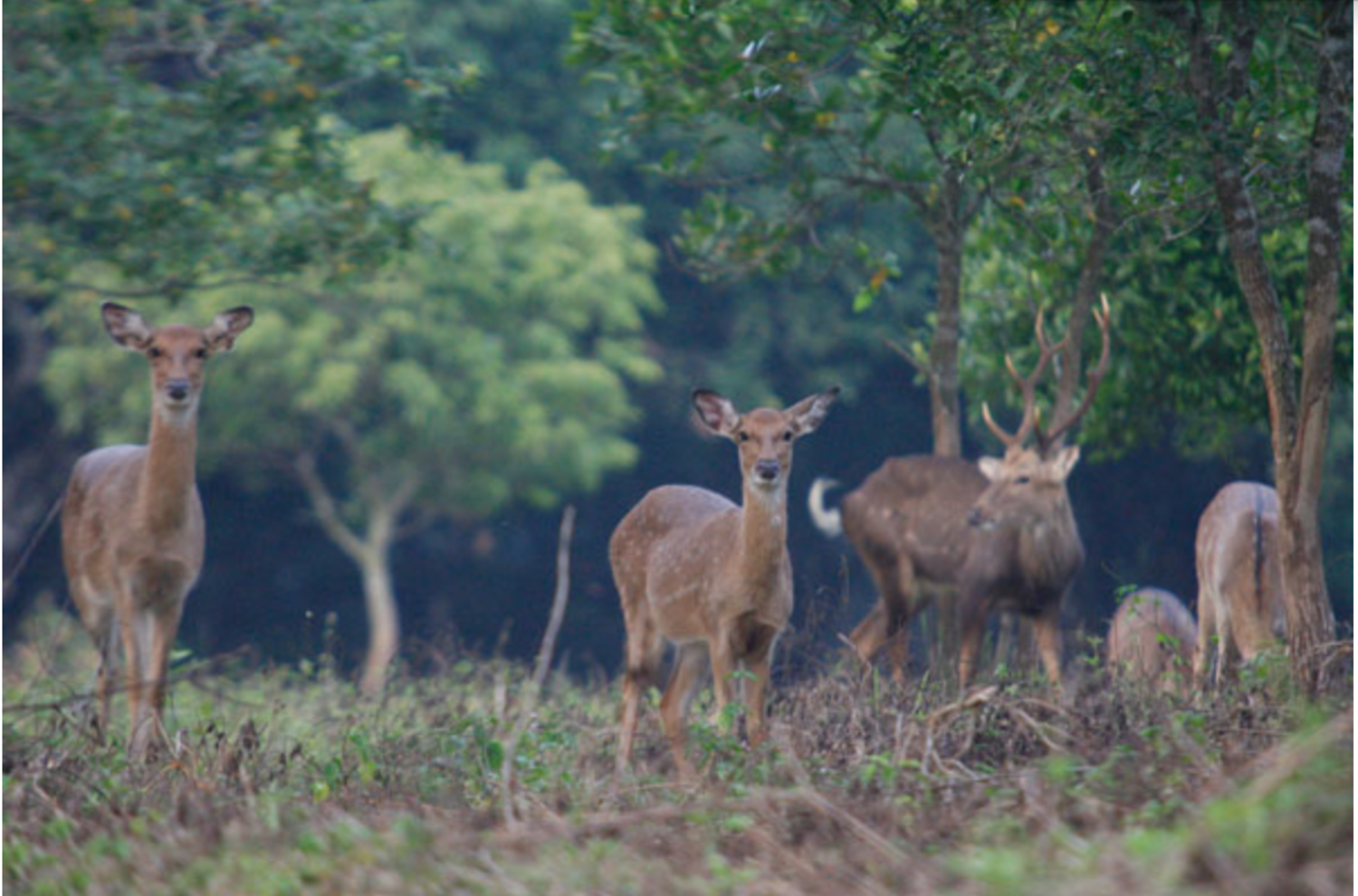 Cuc Phuong National Park: Wildlife, Cave & Jungle Trek Day Tour