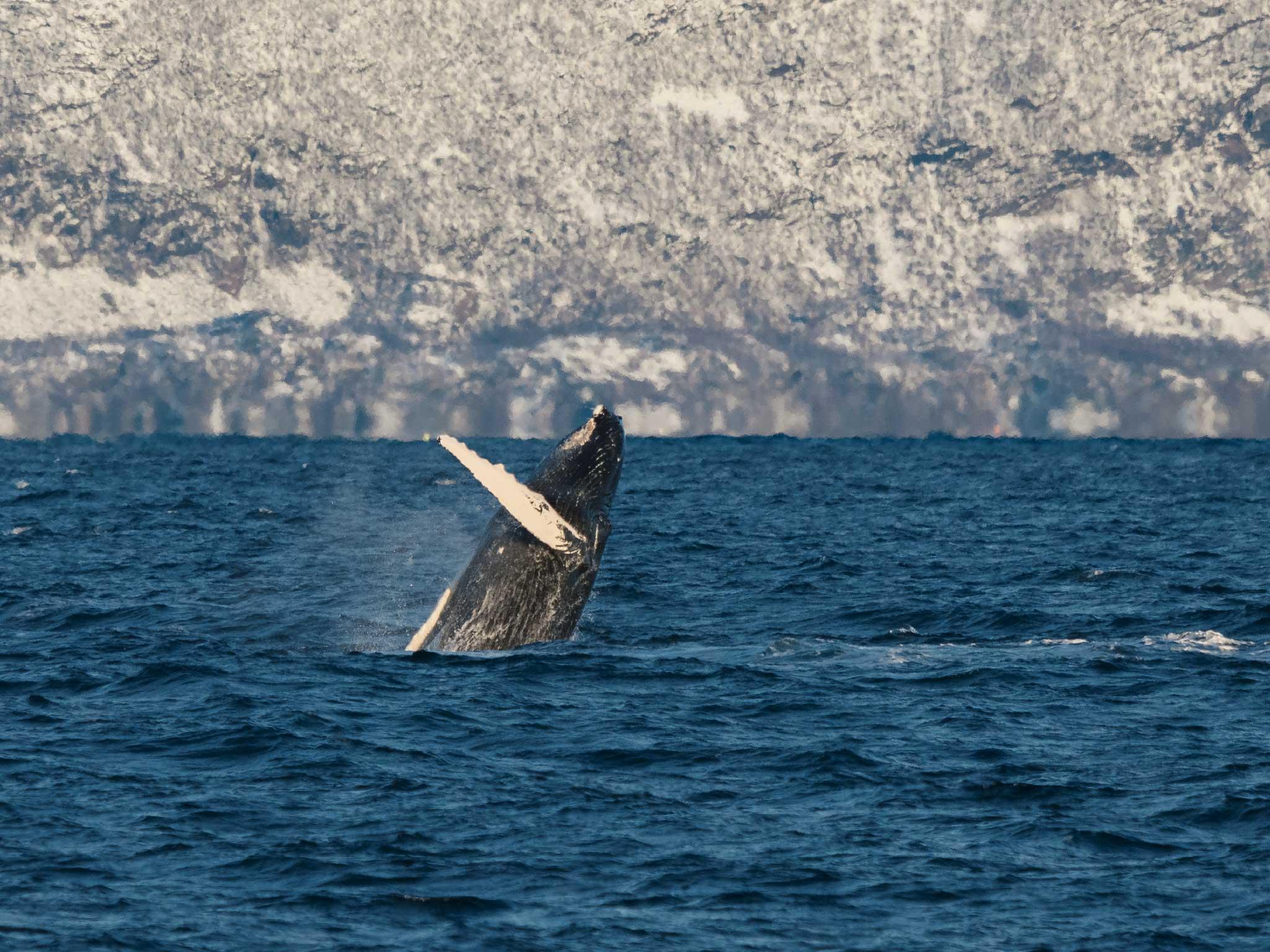 Tromsø: Whale Watching Tour by Hybrid-Electric Boat