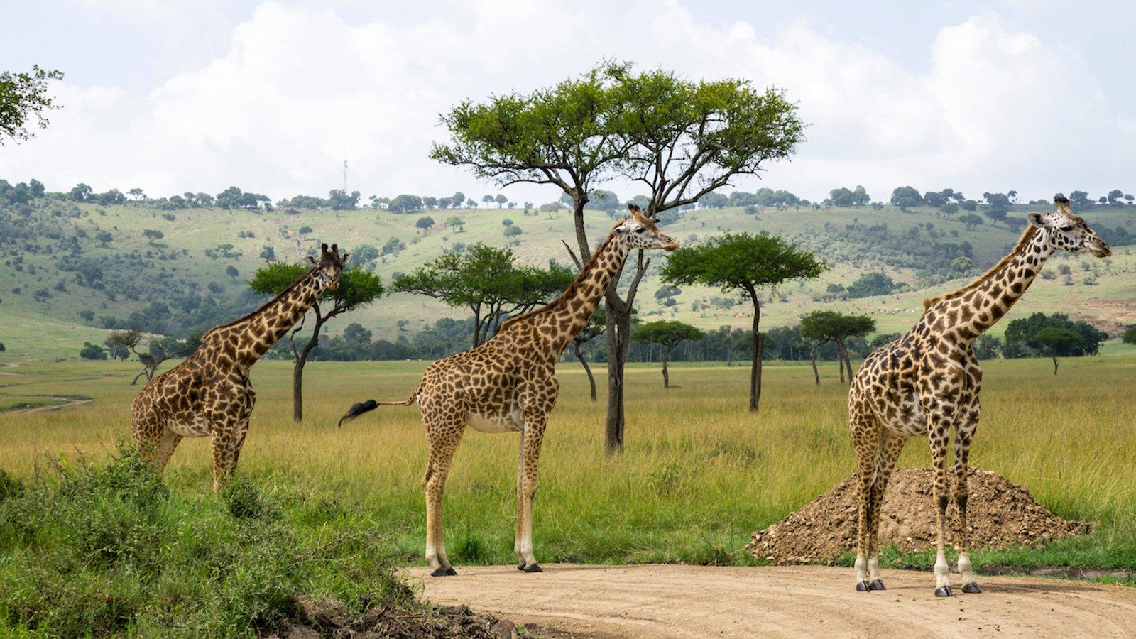 Nairobi Wildlife & History Day Tour