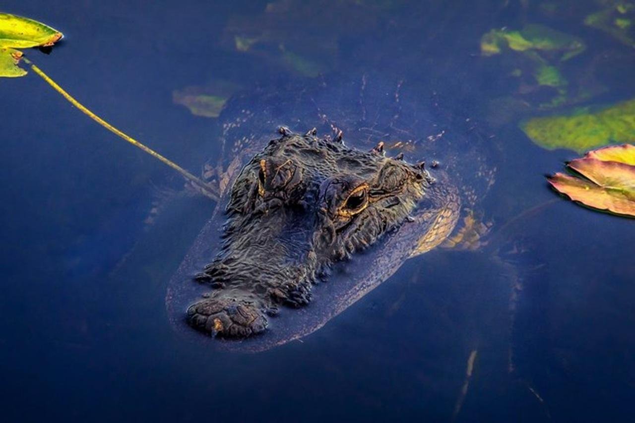 Everglades Small-Group Expedition: Airboat & Gator Show from Miami