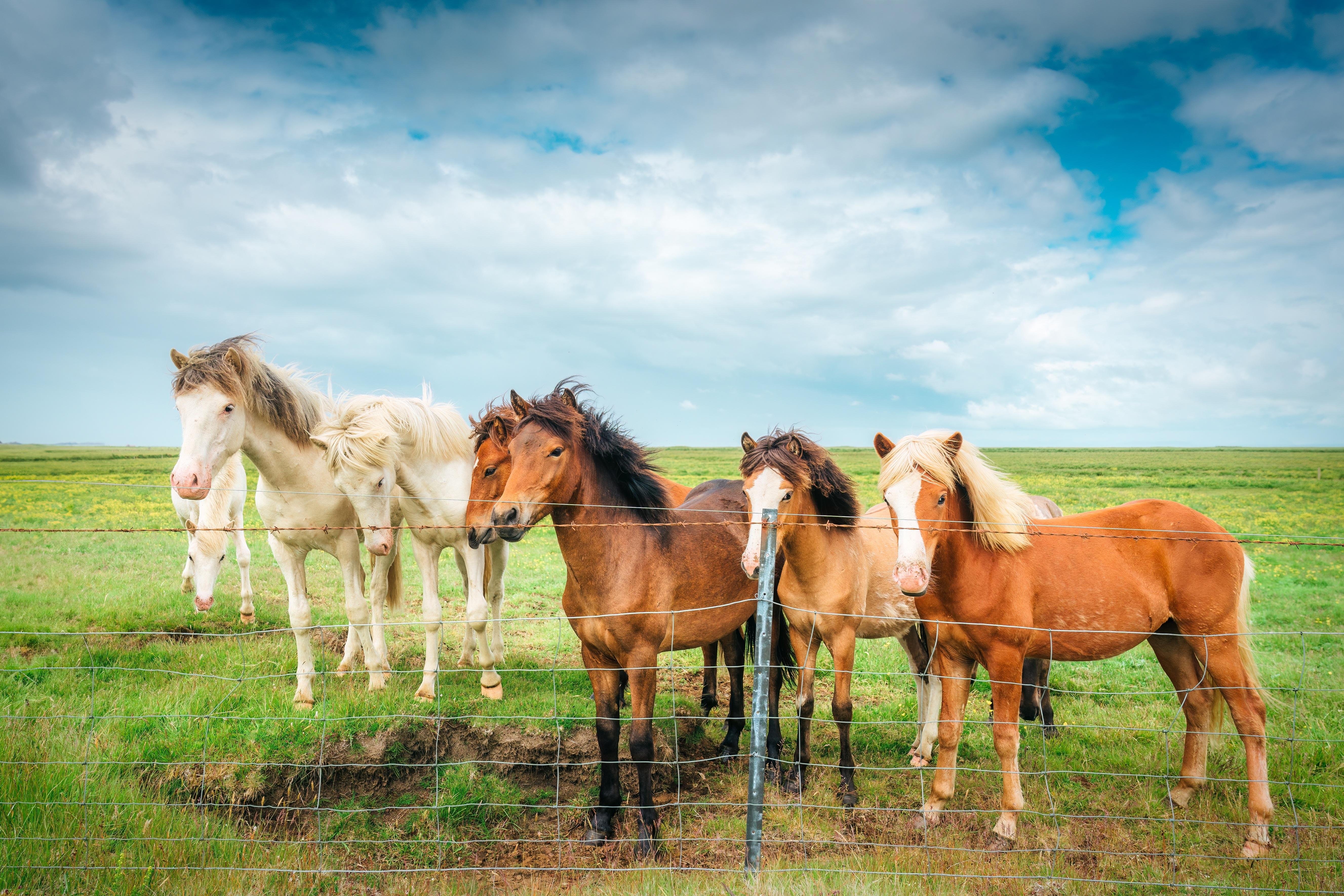 Golden Circle Tour with Icelandic Horse Encounter