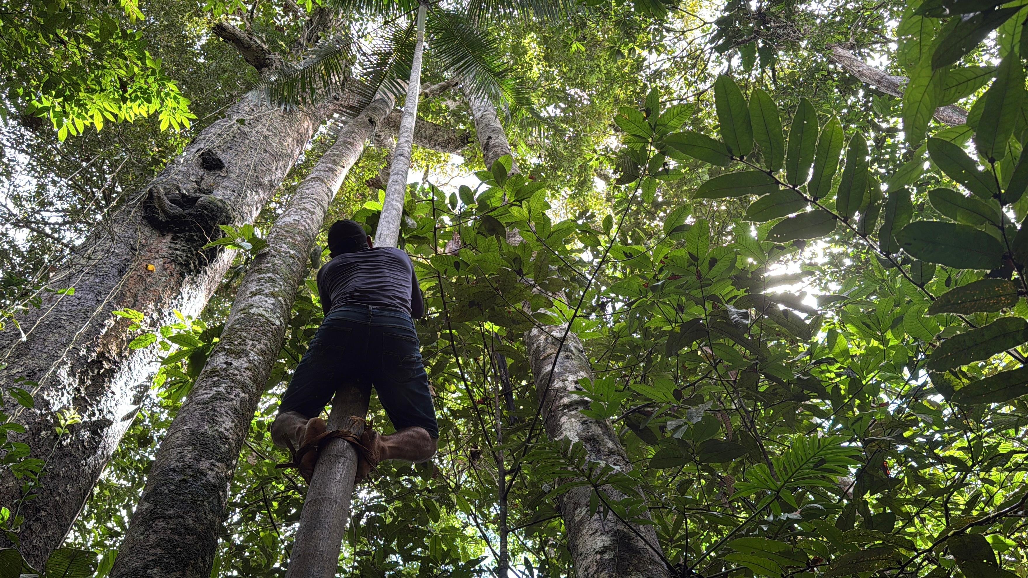 Amazon Jungle Lodge: 2–5 Day Rainforest Immersion from Manaus