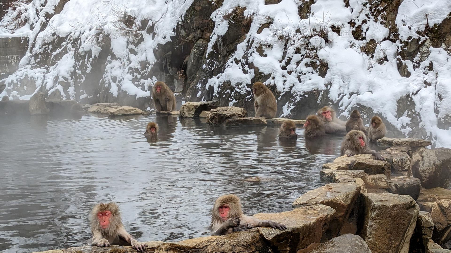 Jigokudani Snow Monkey Park Guided Tour from Nagano