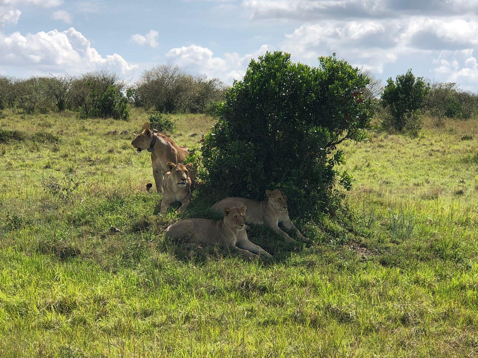 3-Day Masai Mara Safari Adventure from Nairobi