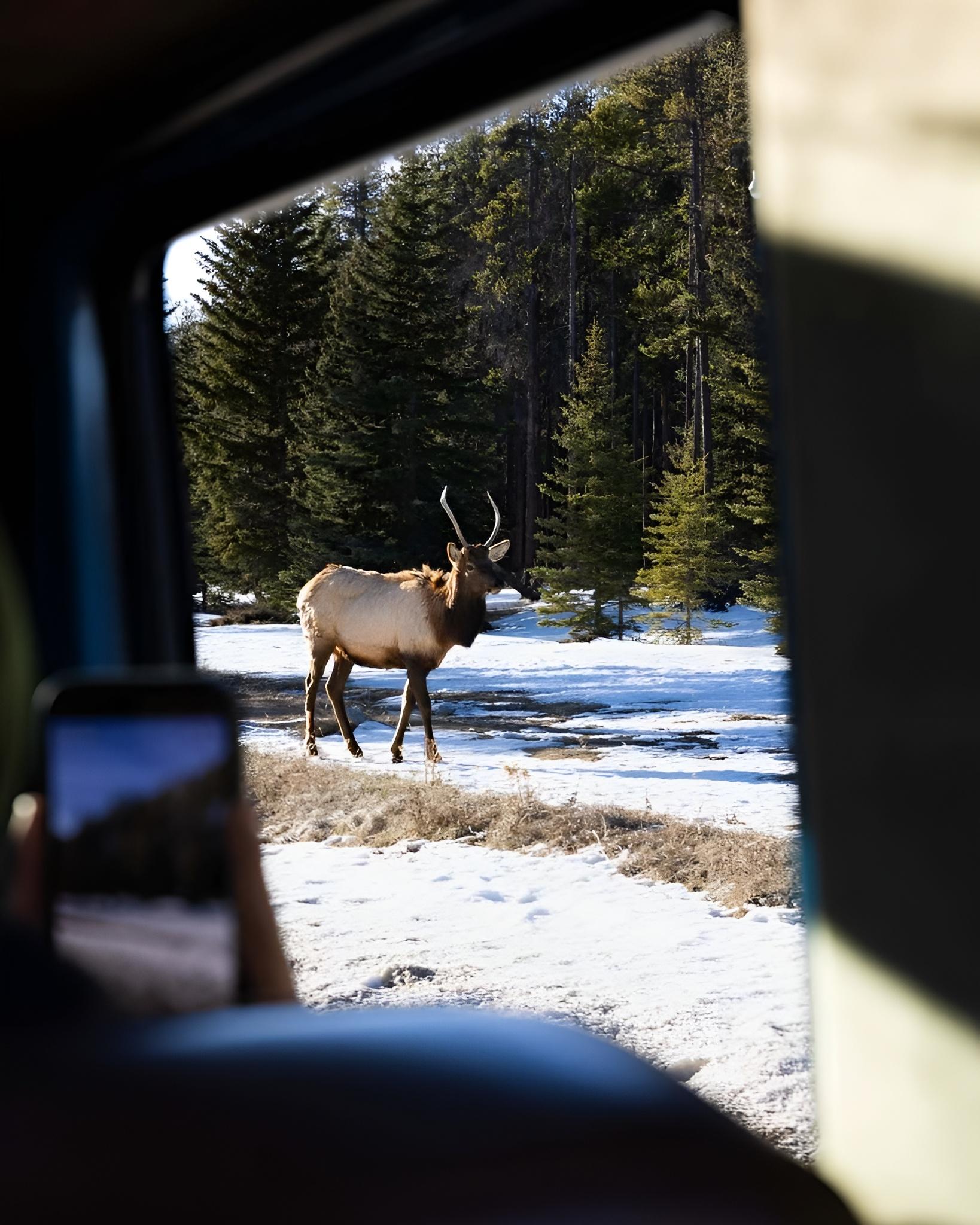 Banff: Evening Scenic Sunset Tour with Wildlife Spotting