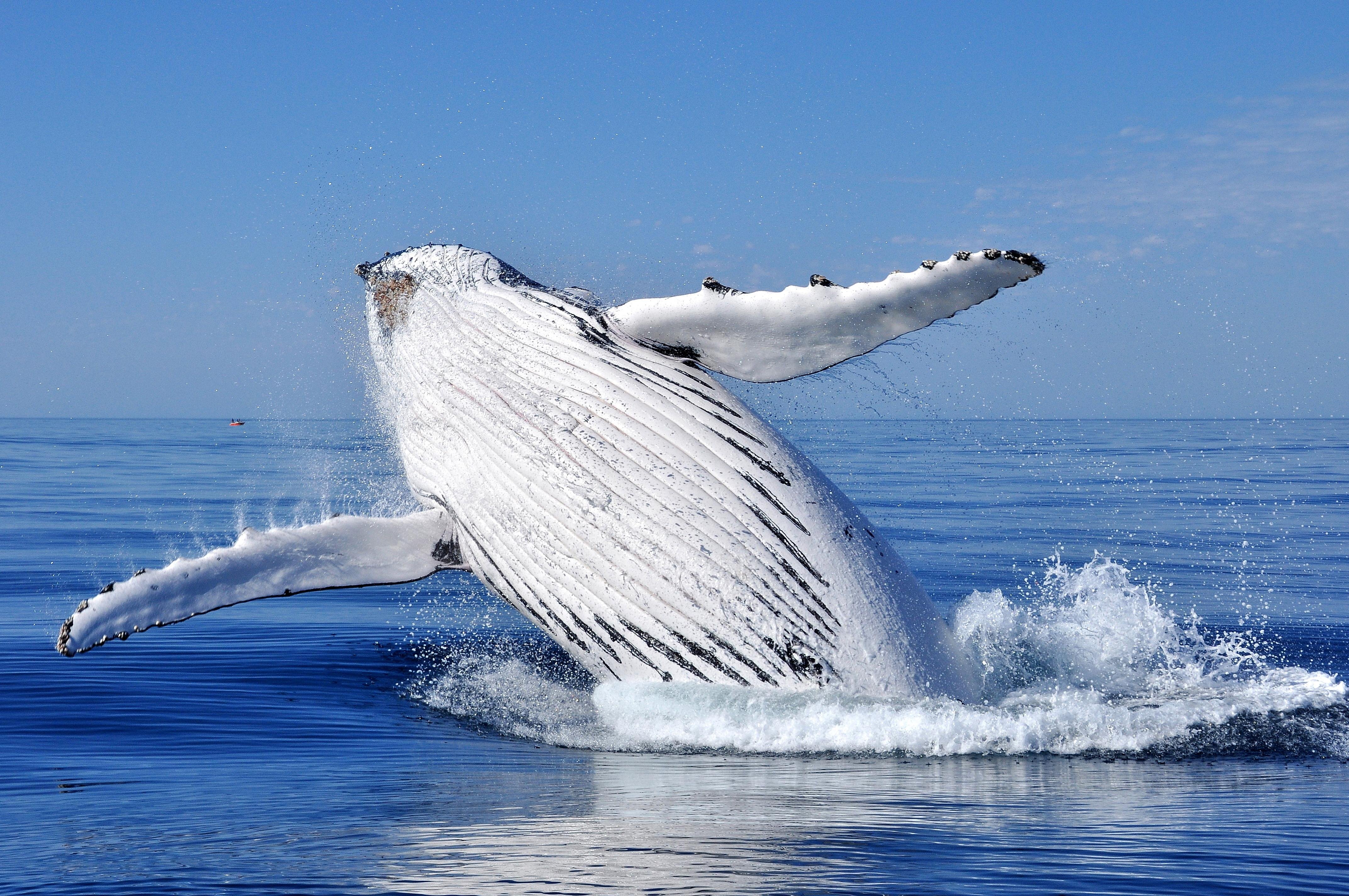 Sydney whale watching cruise — humpback whales off Sydney Harbour Heads — image 4