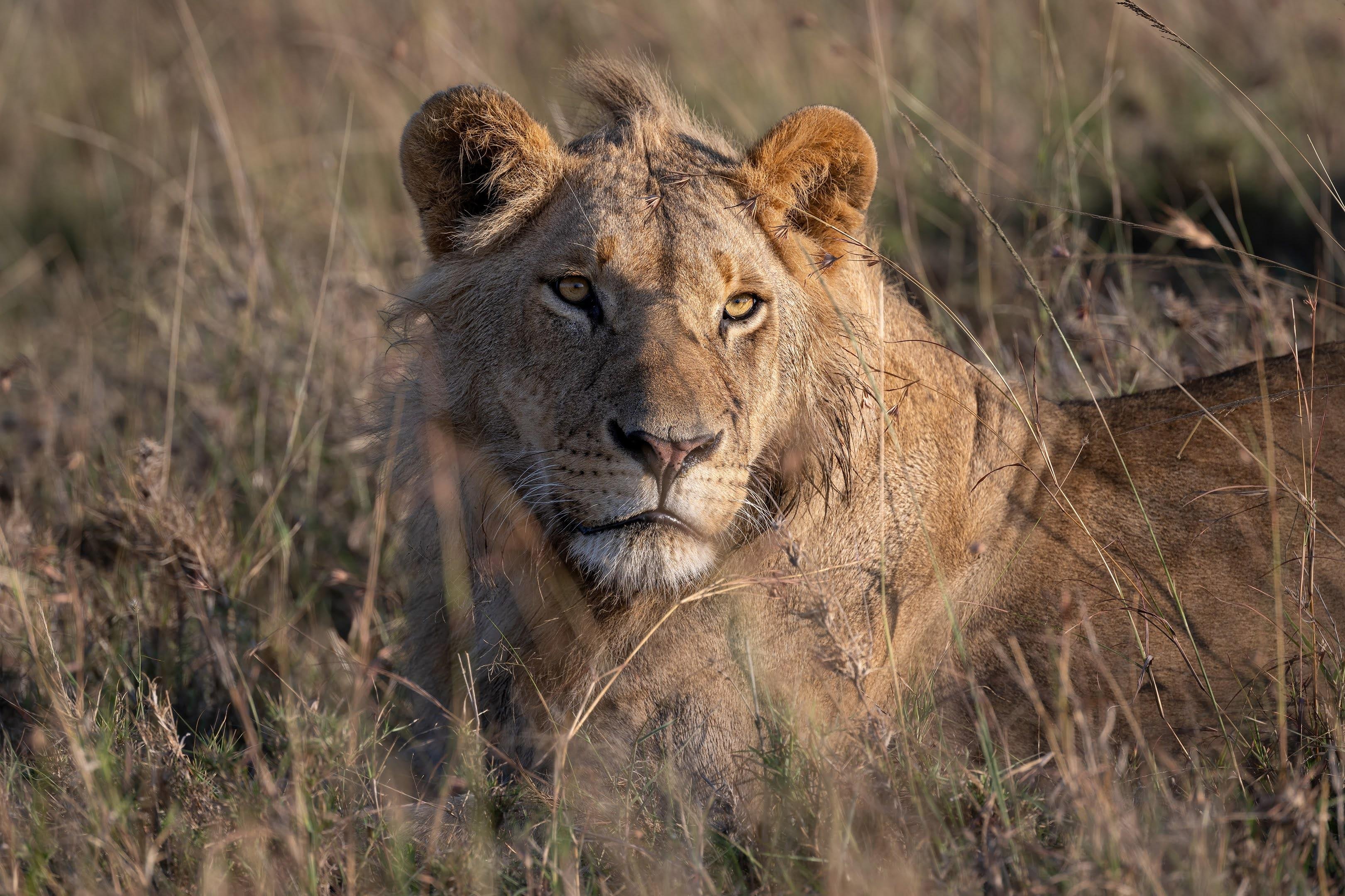 Maasai Mara Express: 1-Day Safari from Nairobi