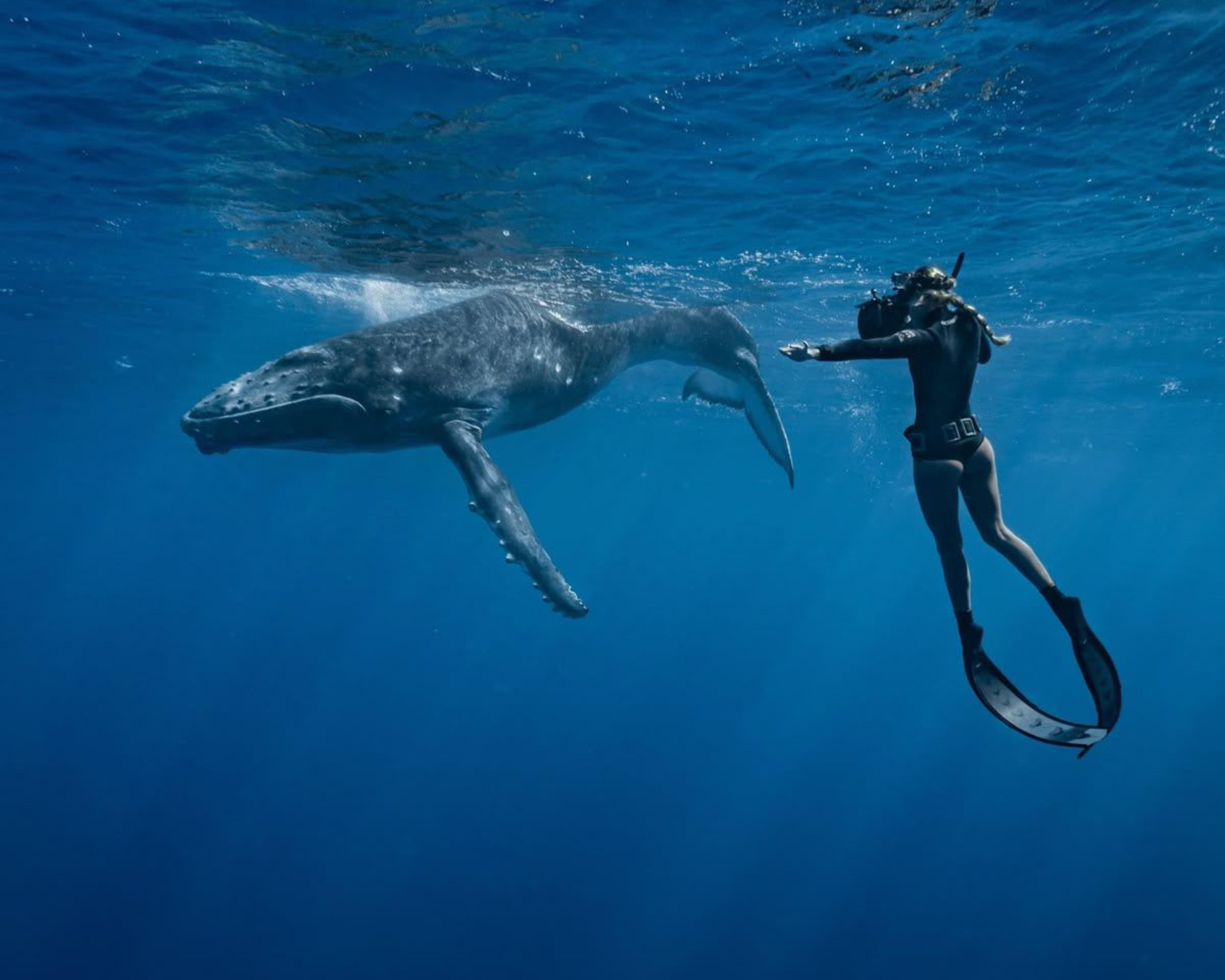 Mirissa Wild Whale Snorkeling Adventure with Breakfast