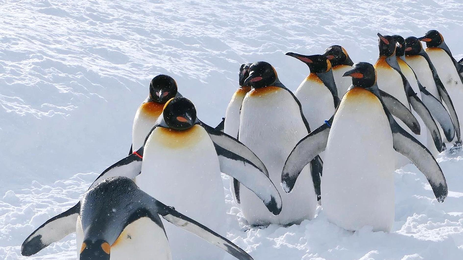 Hokkaido Winter Day Tour: Asahiyama Zoo & Snowfields from Sapporo