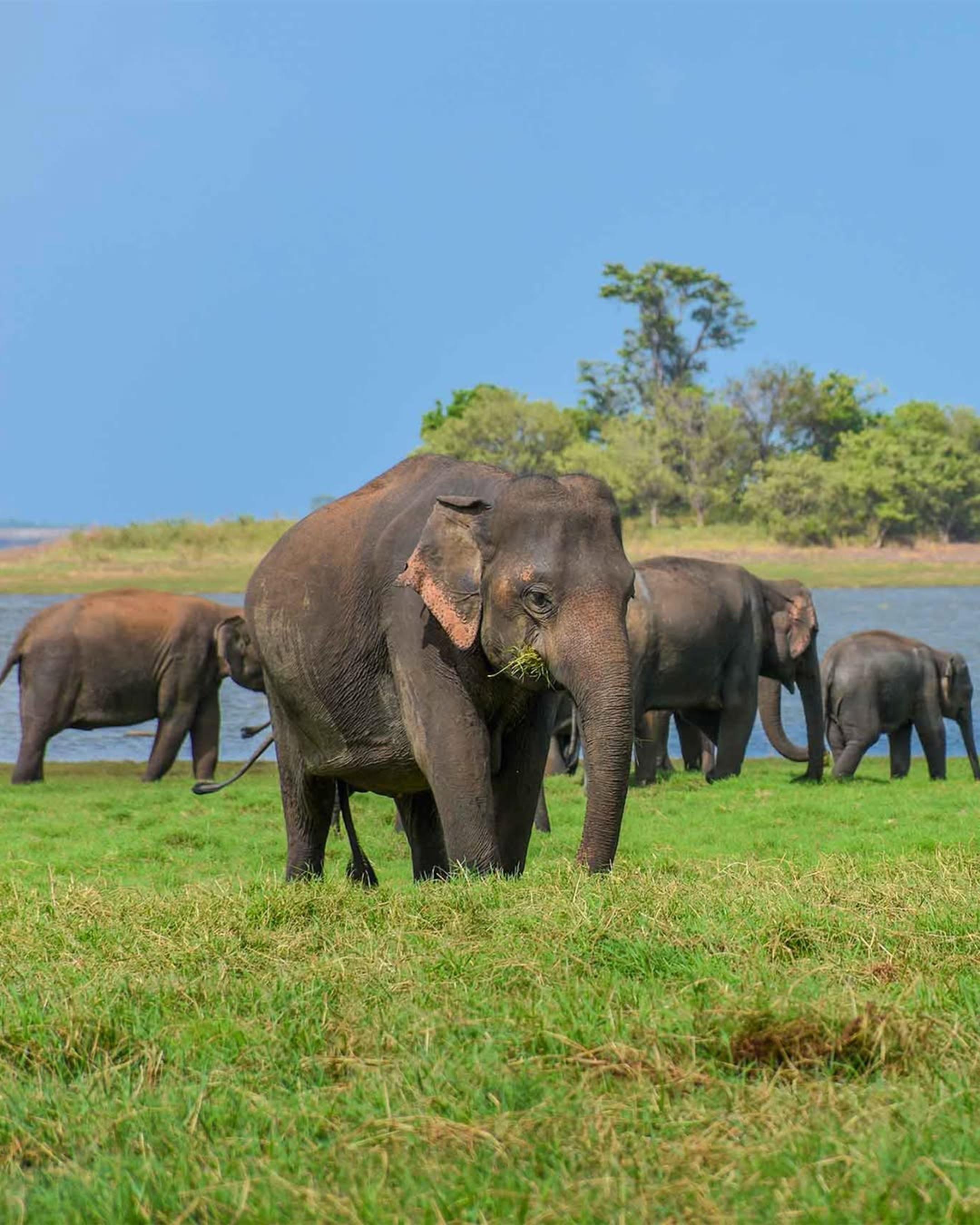 Trincomalee: Minneriya or Kaudulla National Park Wild Elephant Safari