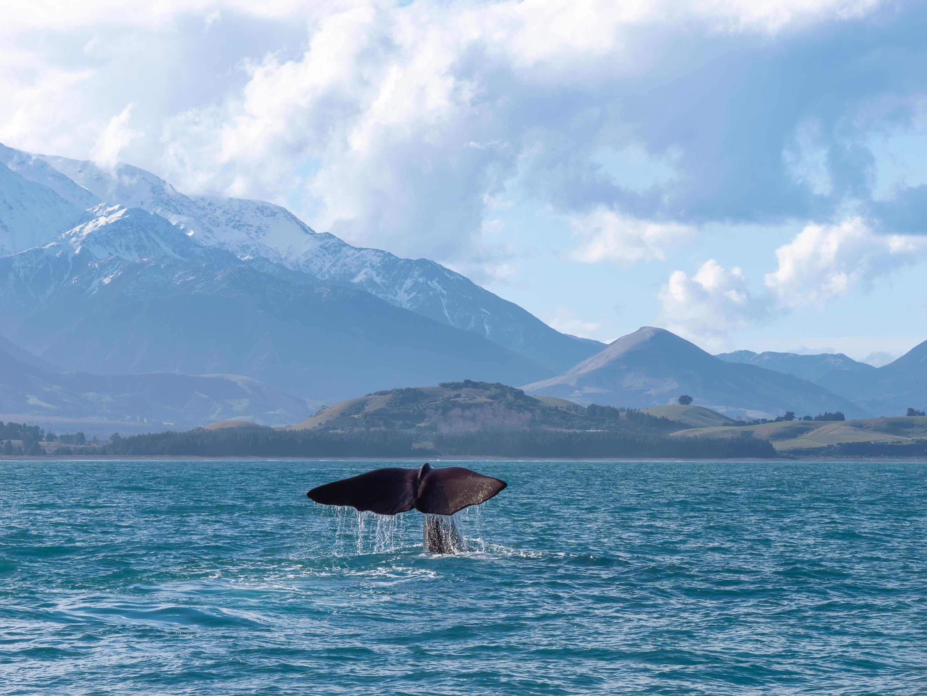 South Island guided tour photo — image 8