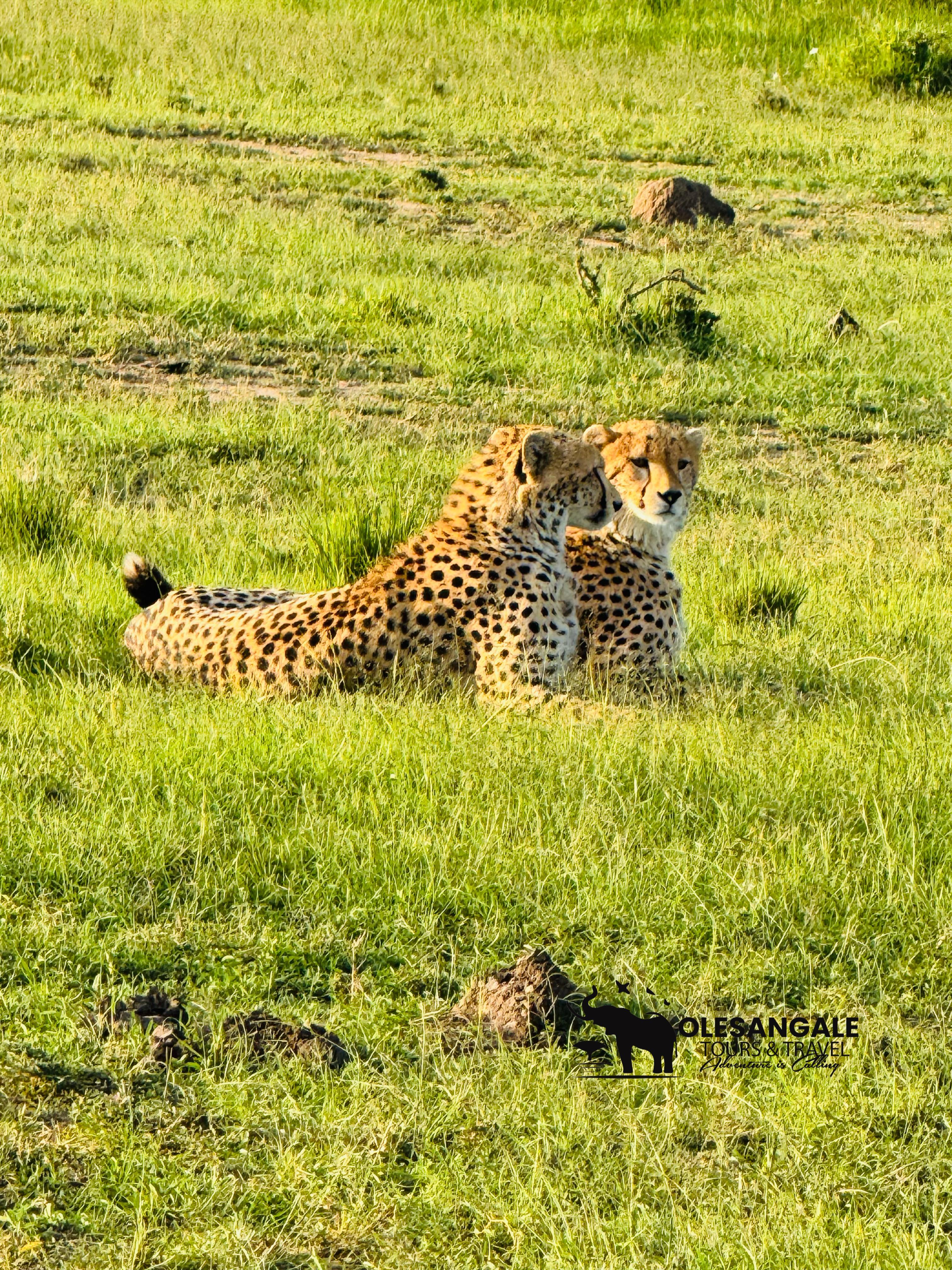 Nairobi to Masai Mara Safari & Masai Village Day Trip