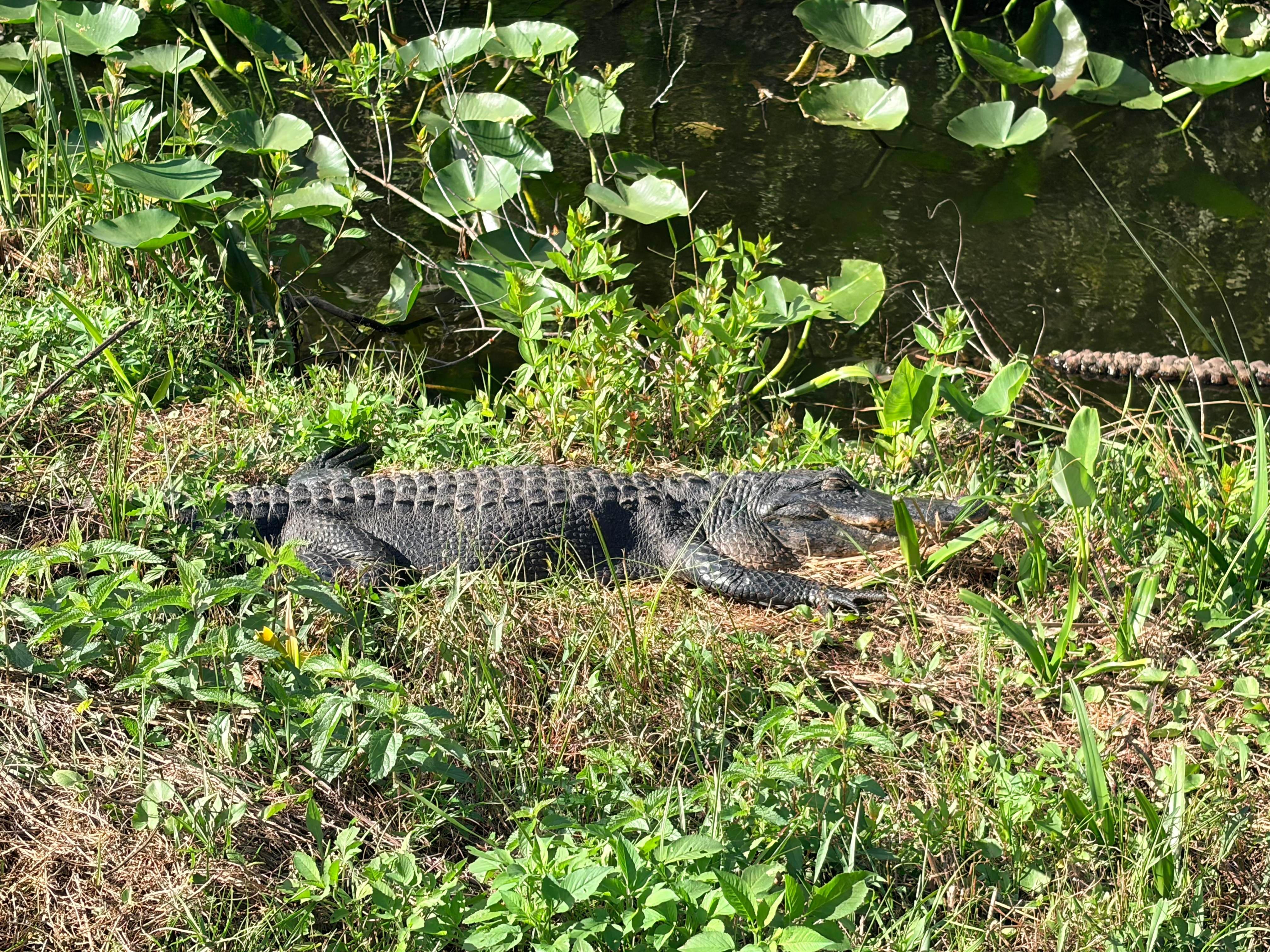 Everglades E-Bike & Wildlife Expedition from Miami