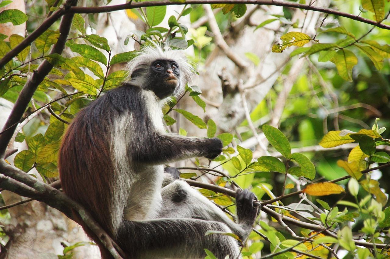 Zanzibar Jozani Forest Wildlife & Nature Tour