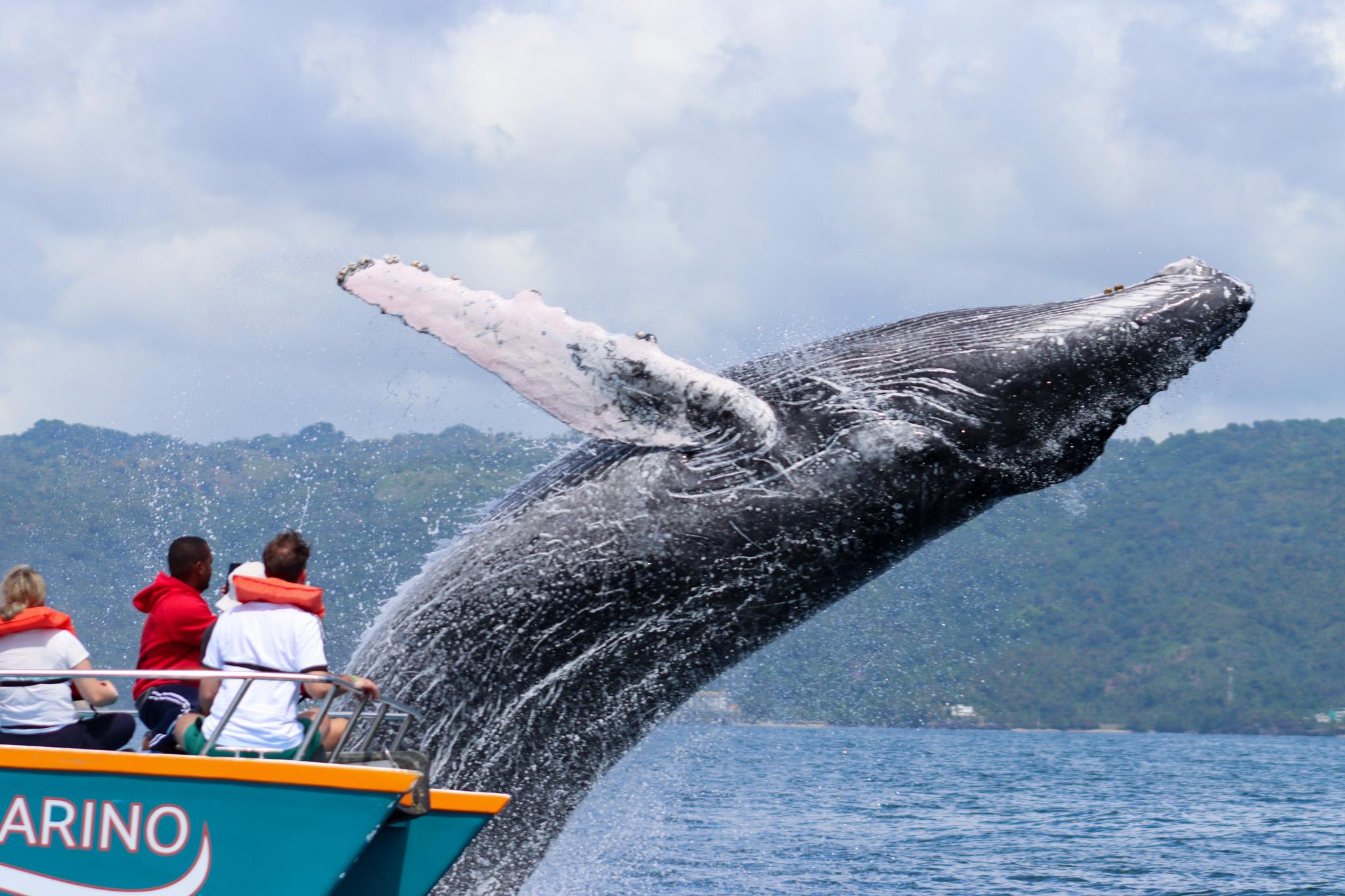Samaná Peninsula Explorer: Whale Watching, El Limón Falls & Cayo Levantado