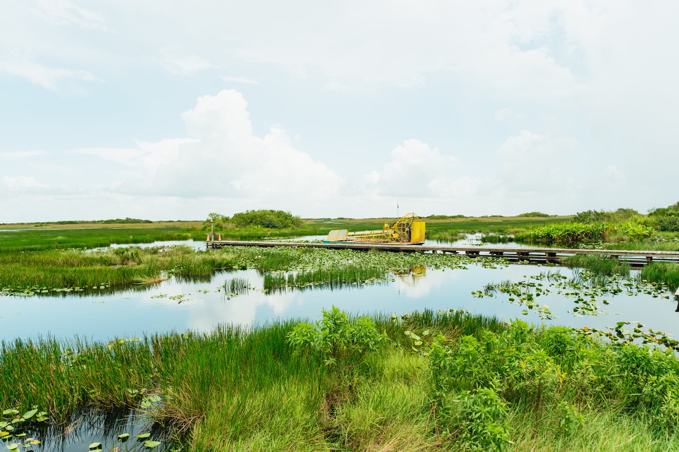 Everglades airboat tour sawgrass marsh alligator wildlife near Miami Florida — image 11