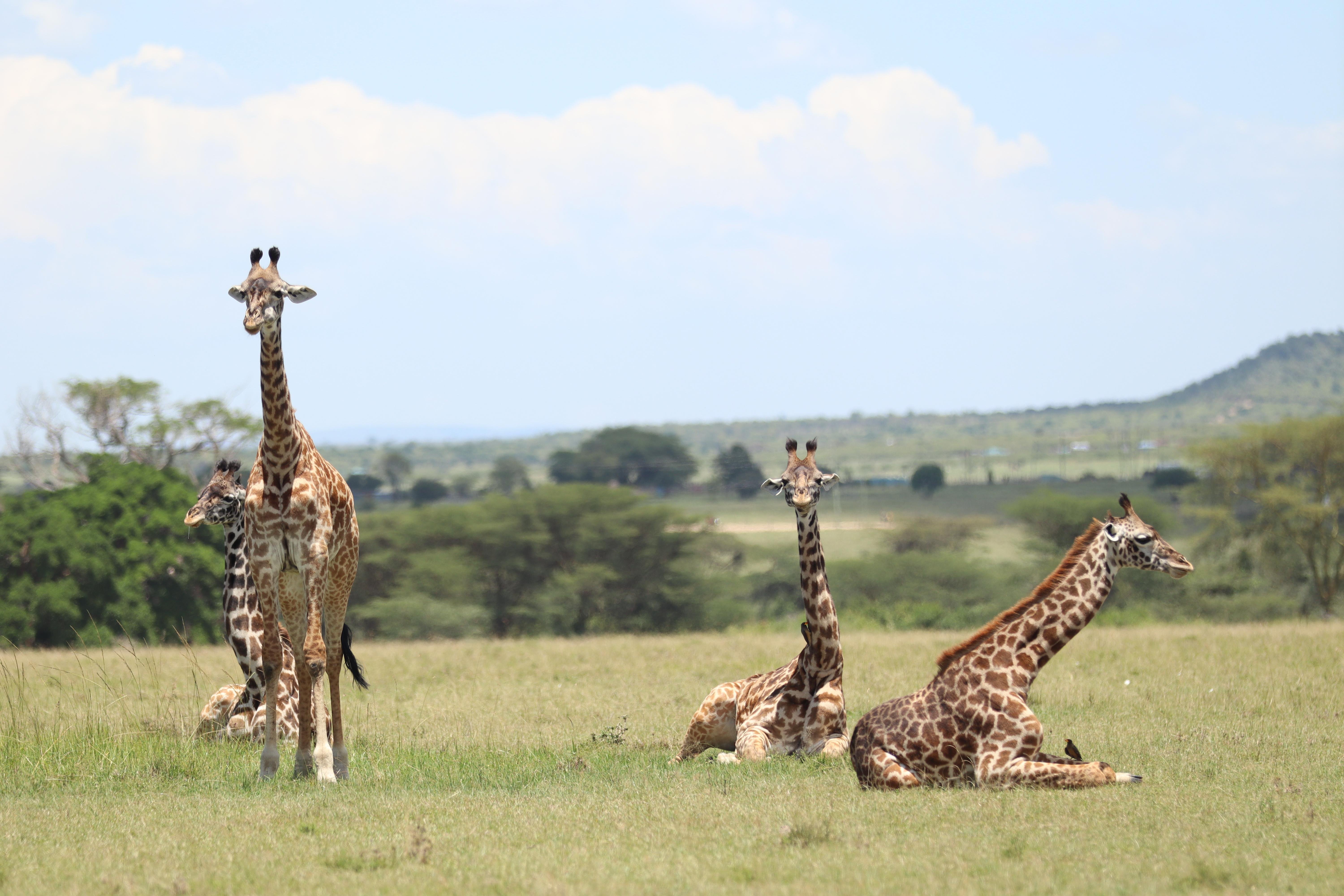 Maasai Mara Express: 1-Day Safari from Nairobi