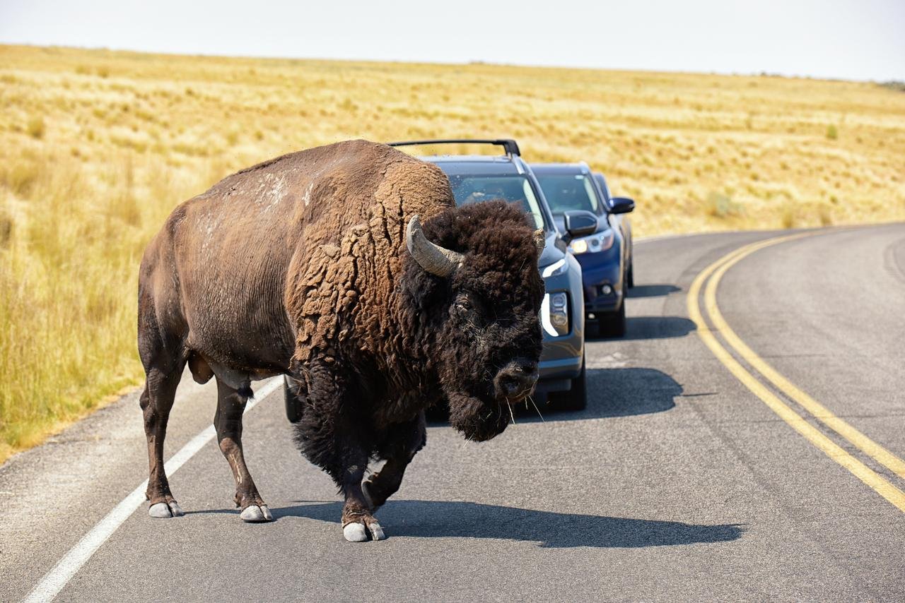 Great Salt Lake Wildlife Safari to Antelope Island
