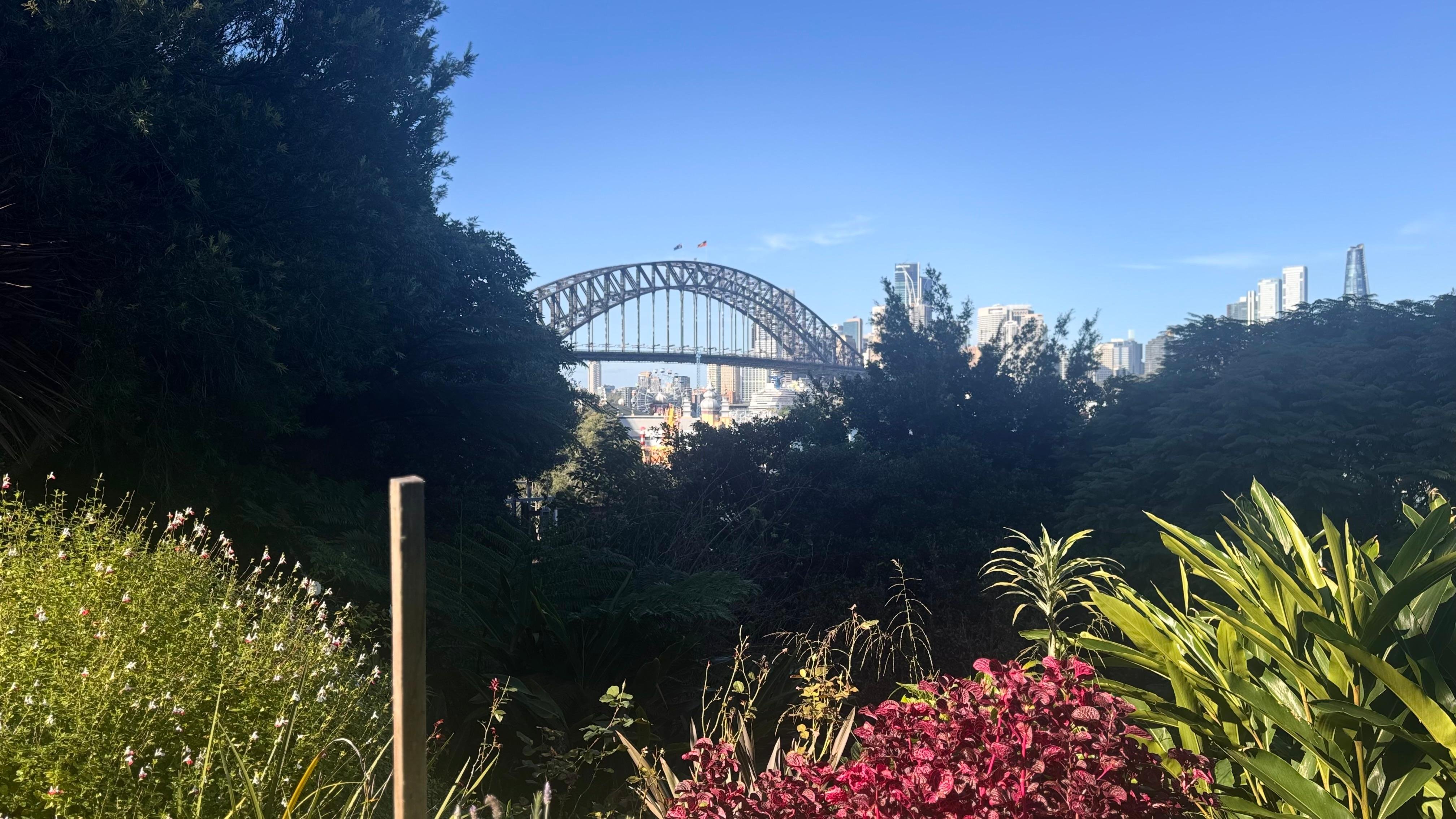 Sydney Harbour & Historic Rocks Walking Tour