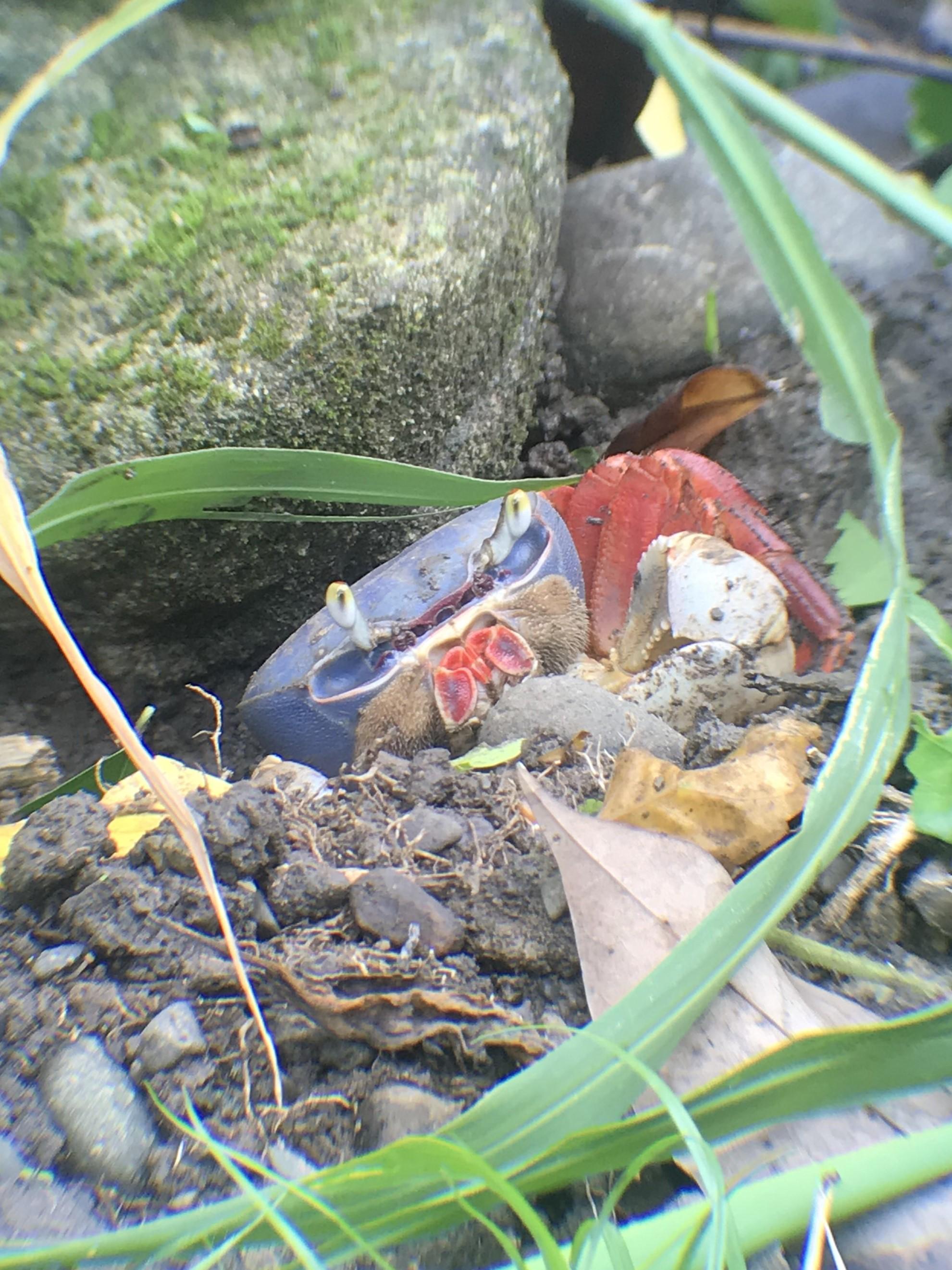 Manuel Antonio National Park: Expert-Guided Wildlife Hike