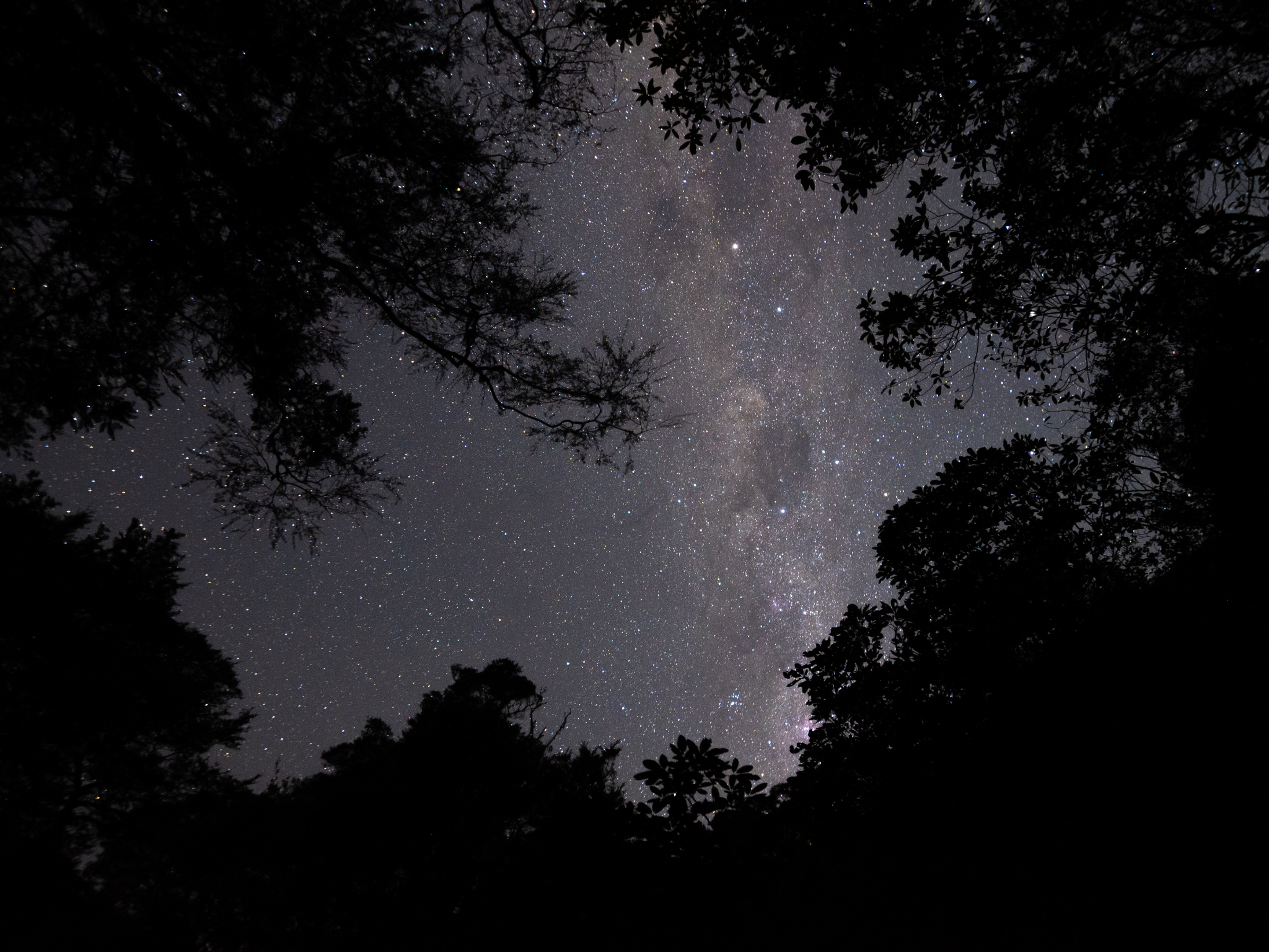 Brook Waimārama Sanctuary Guided Night Walk – Nelson