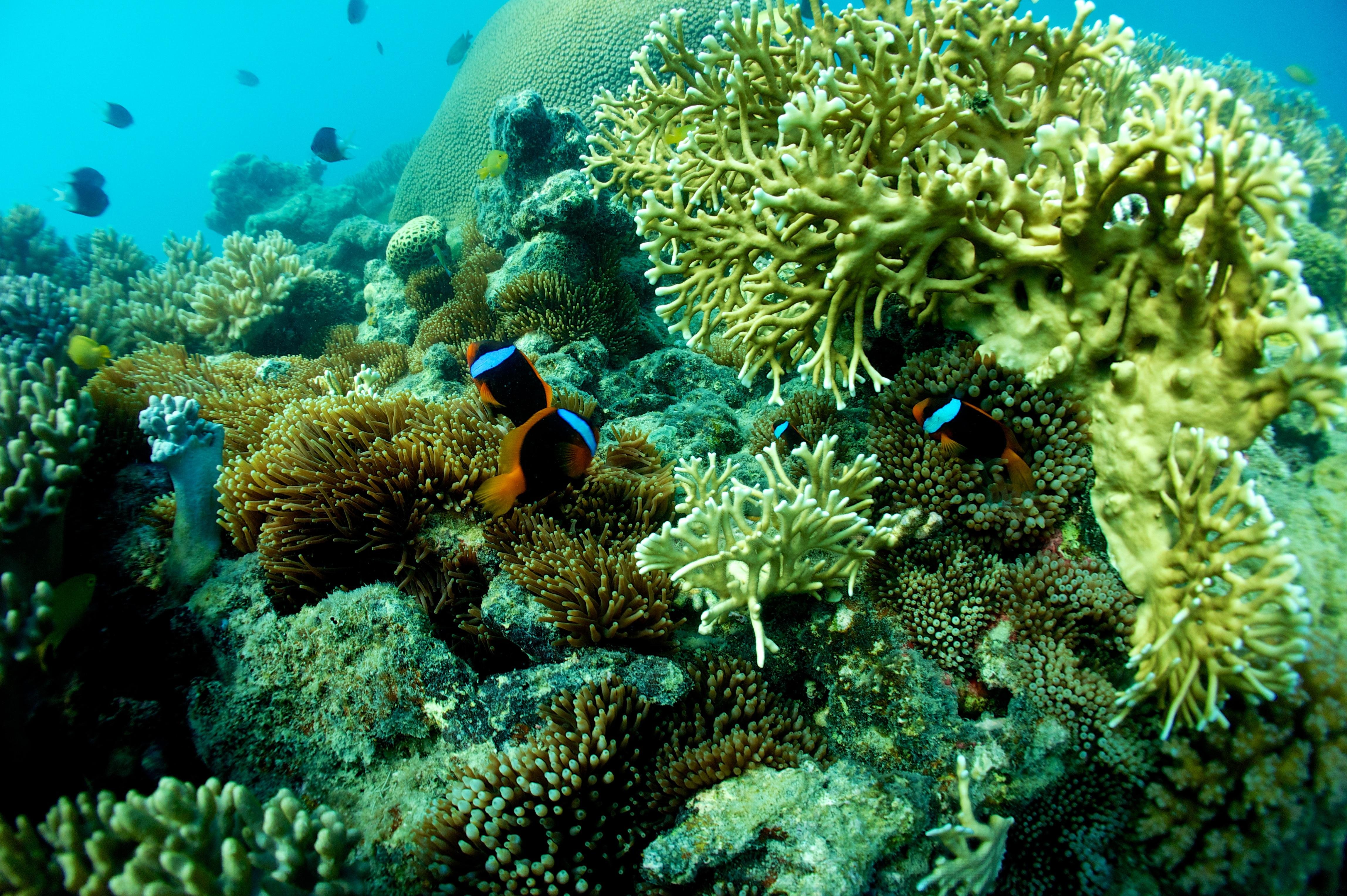 Whitsundays Luxury Catamaran Sail, Snorkel & SUP Day Tour