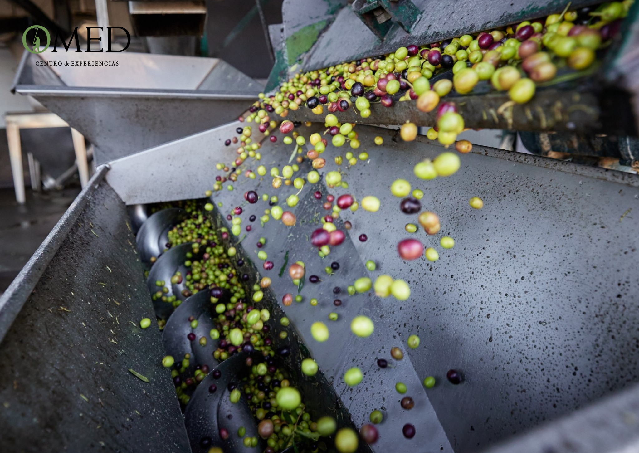 olive oil tasting in Granada — photo 6
