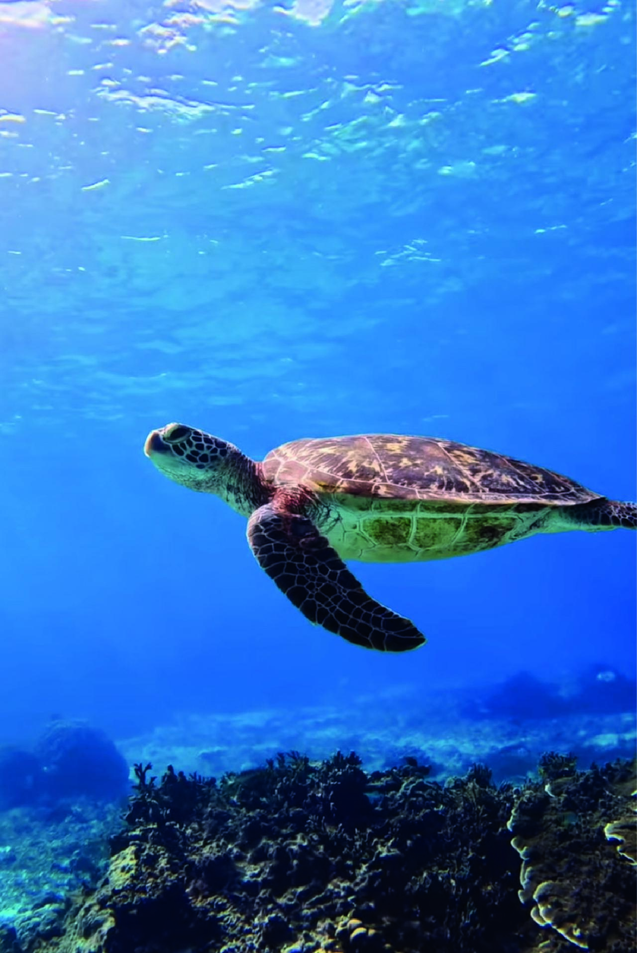Puerto Rico All-in-One: Waterfalls, Cueva del Indio & Beach Tour